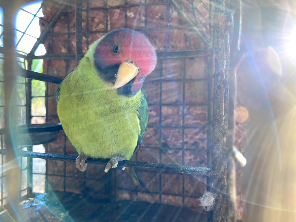 Indian Plum headed Parakeet PixaHive