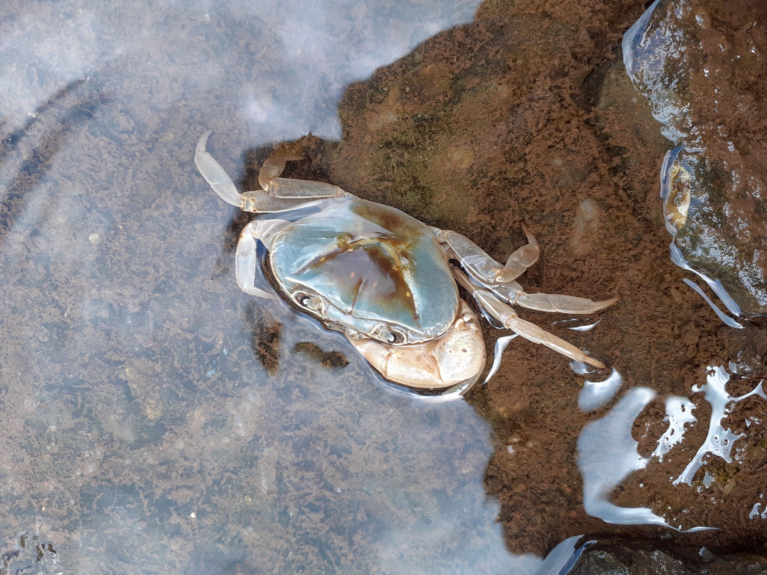 A crab near water