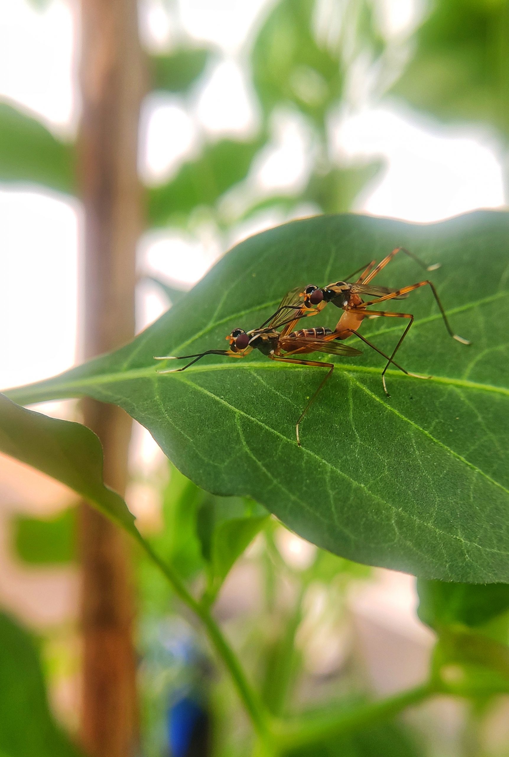 insect on a leaf