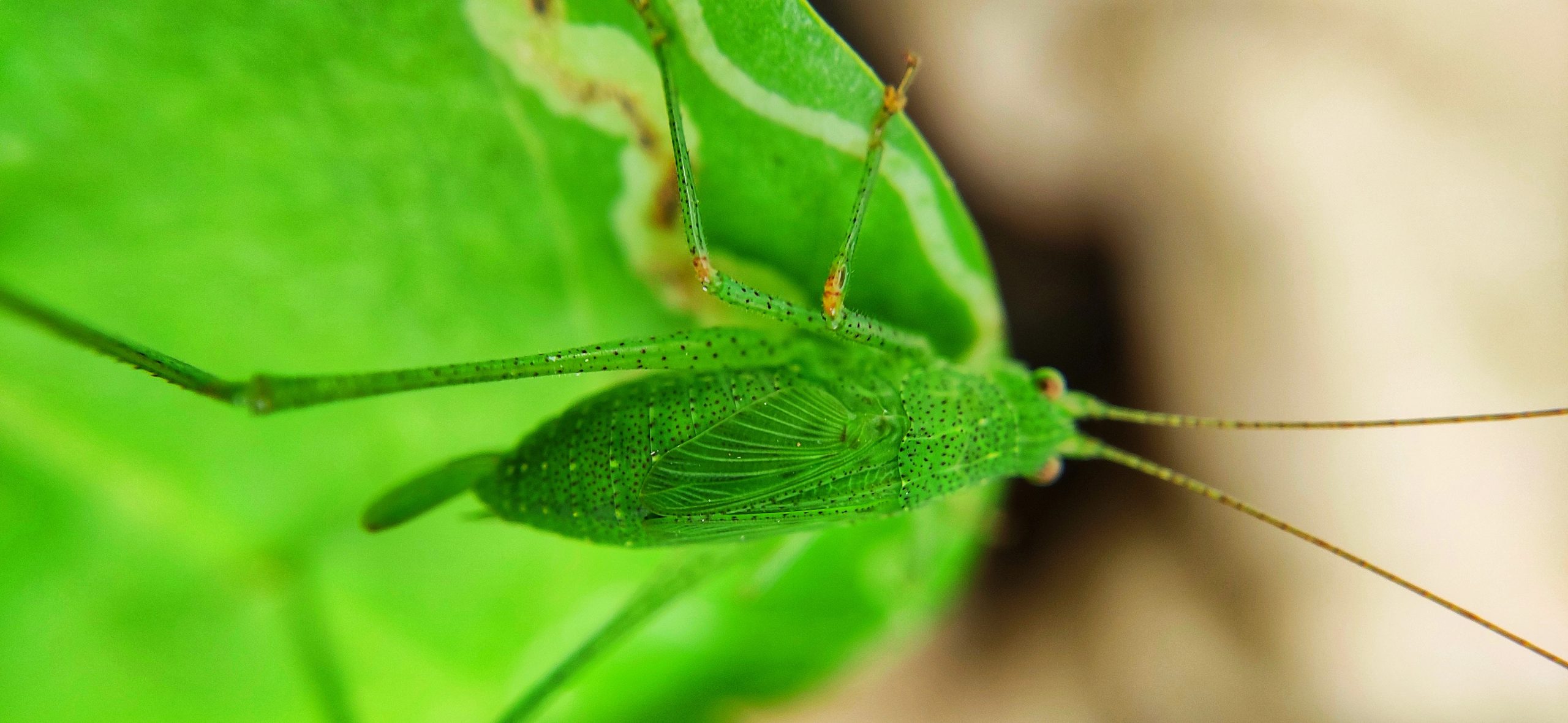 Insect on leaf