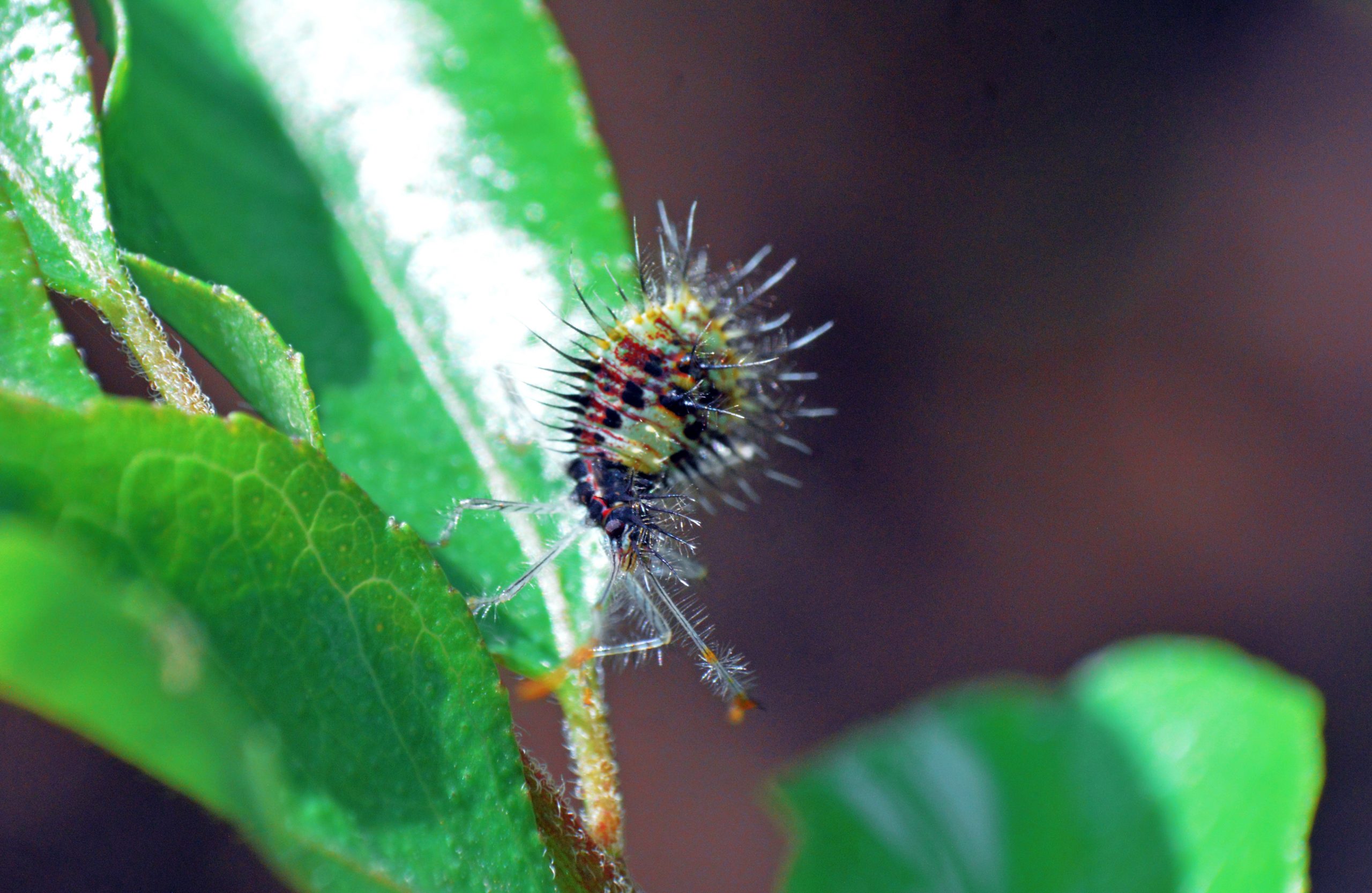 insect on a leaf