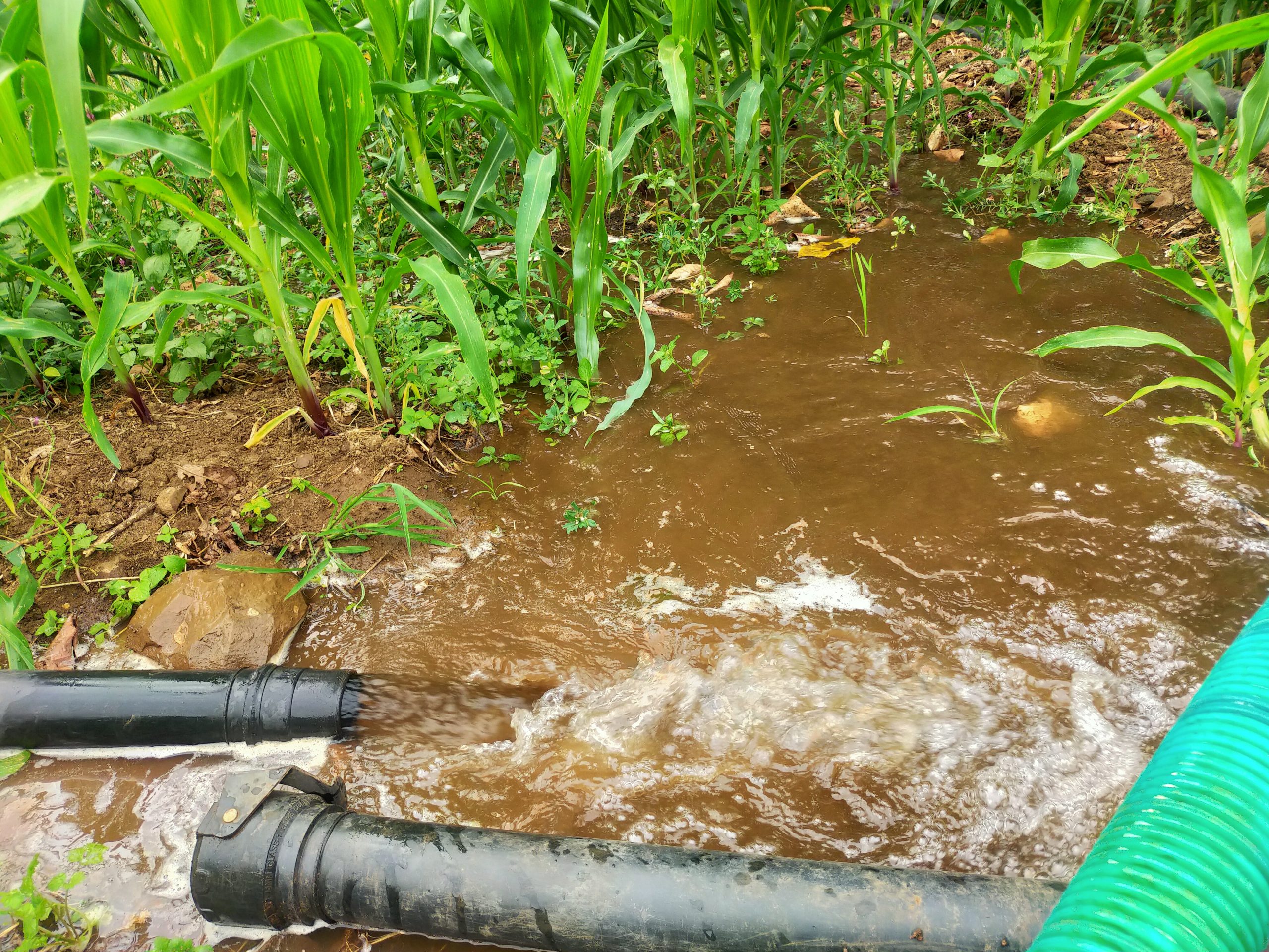 Irrigation pipes in a field