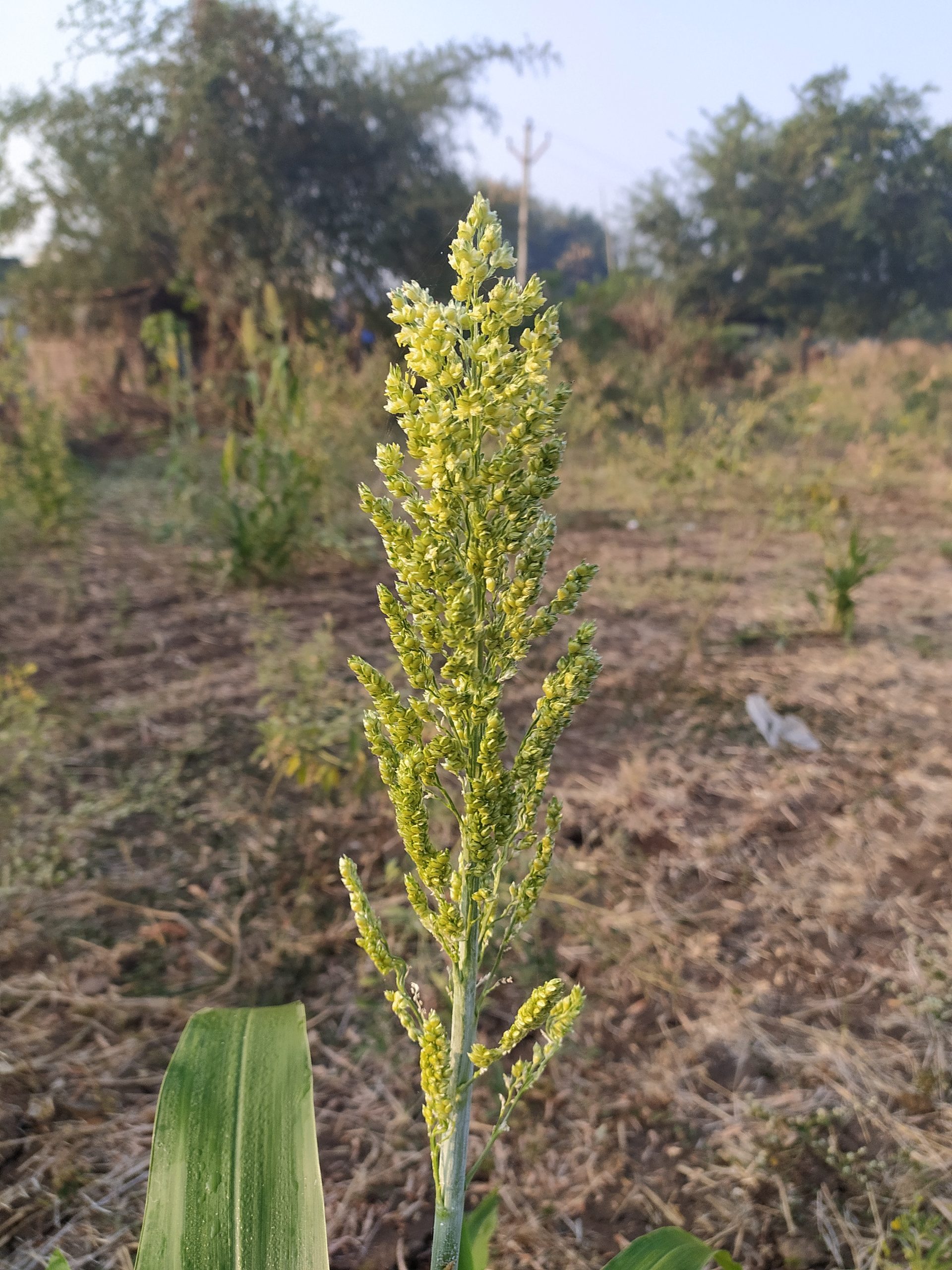 Javari Plant