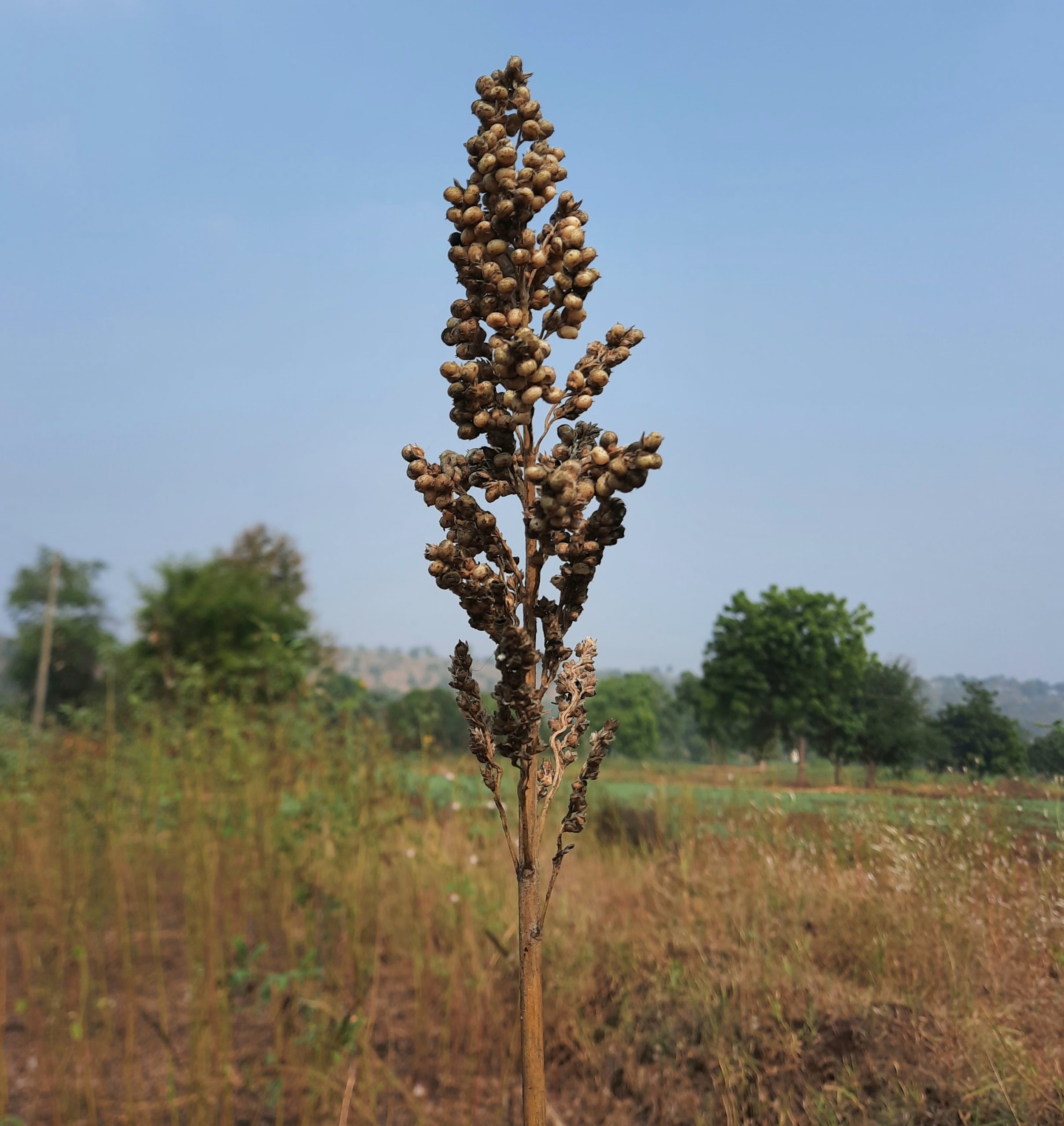 plant in a field