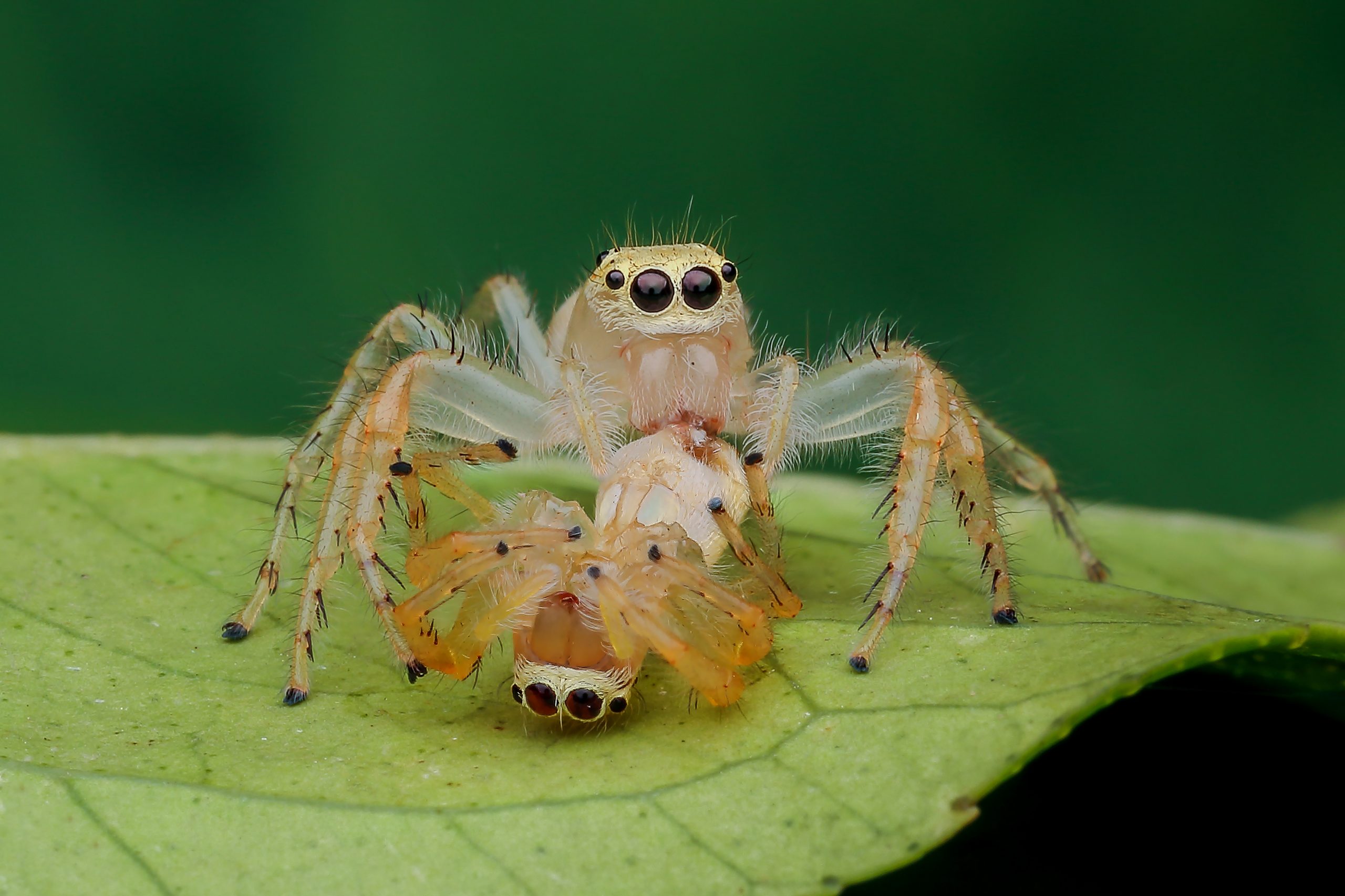 close-up of spiders