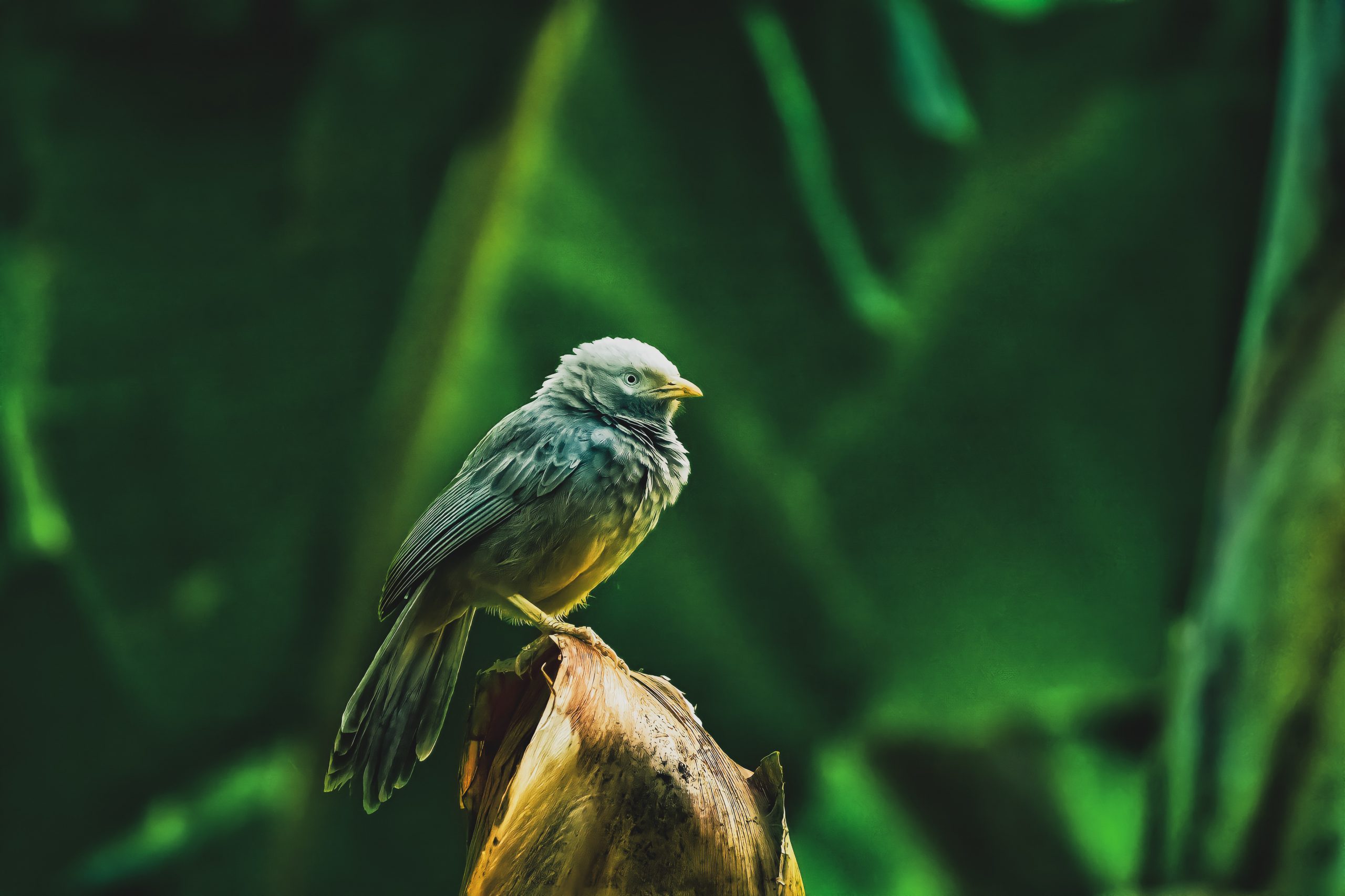 Jungle Babbler