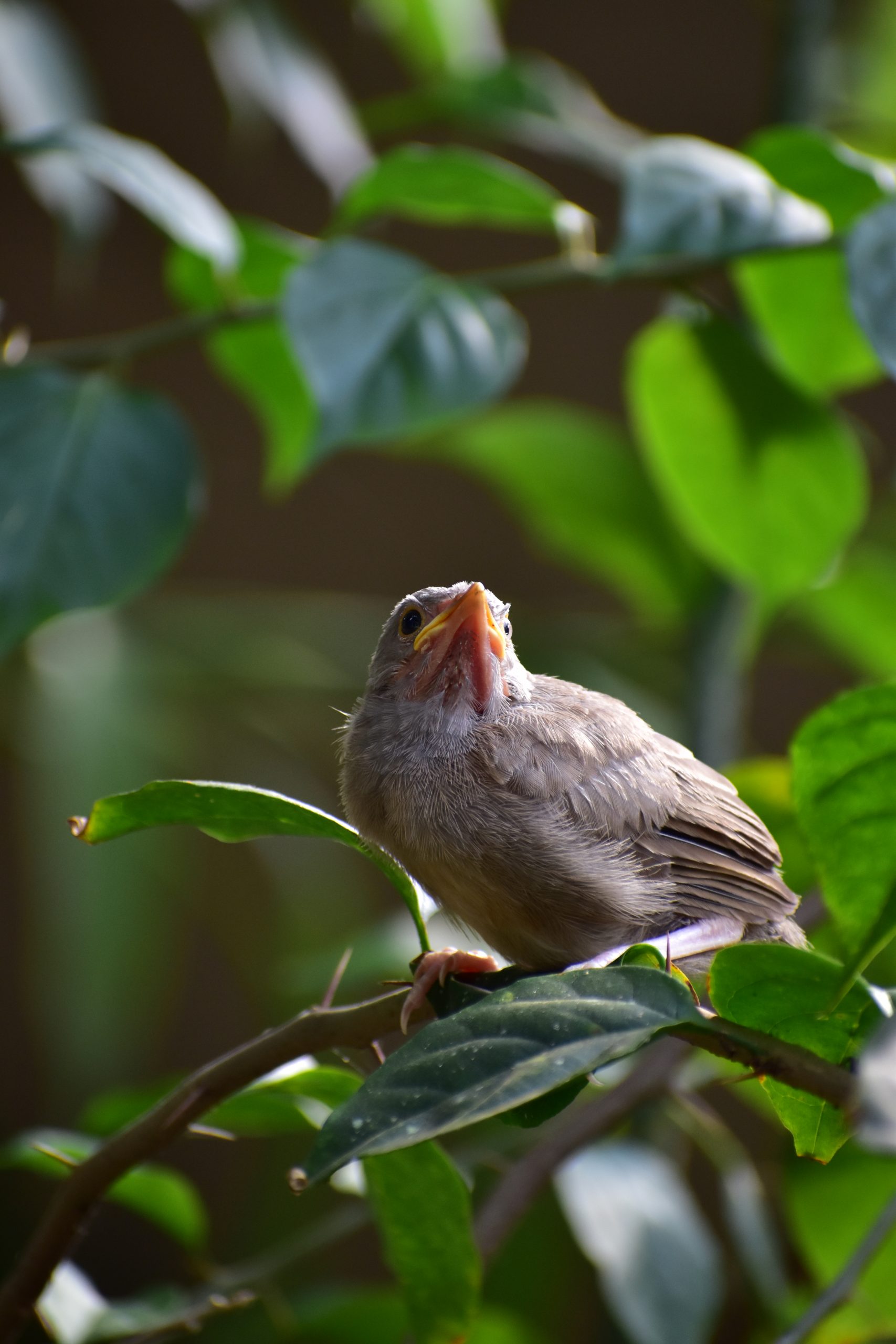 Jungle babbler bird on a plant