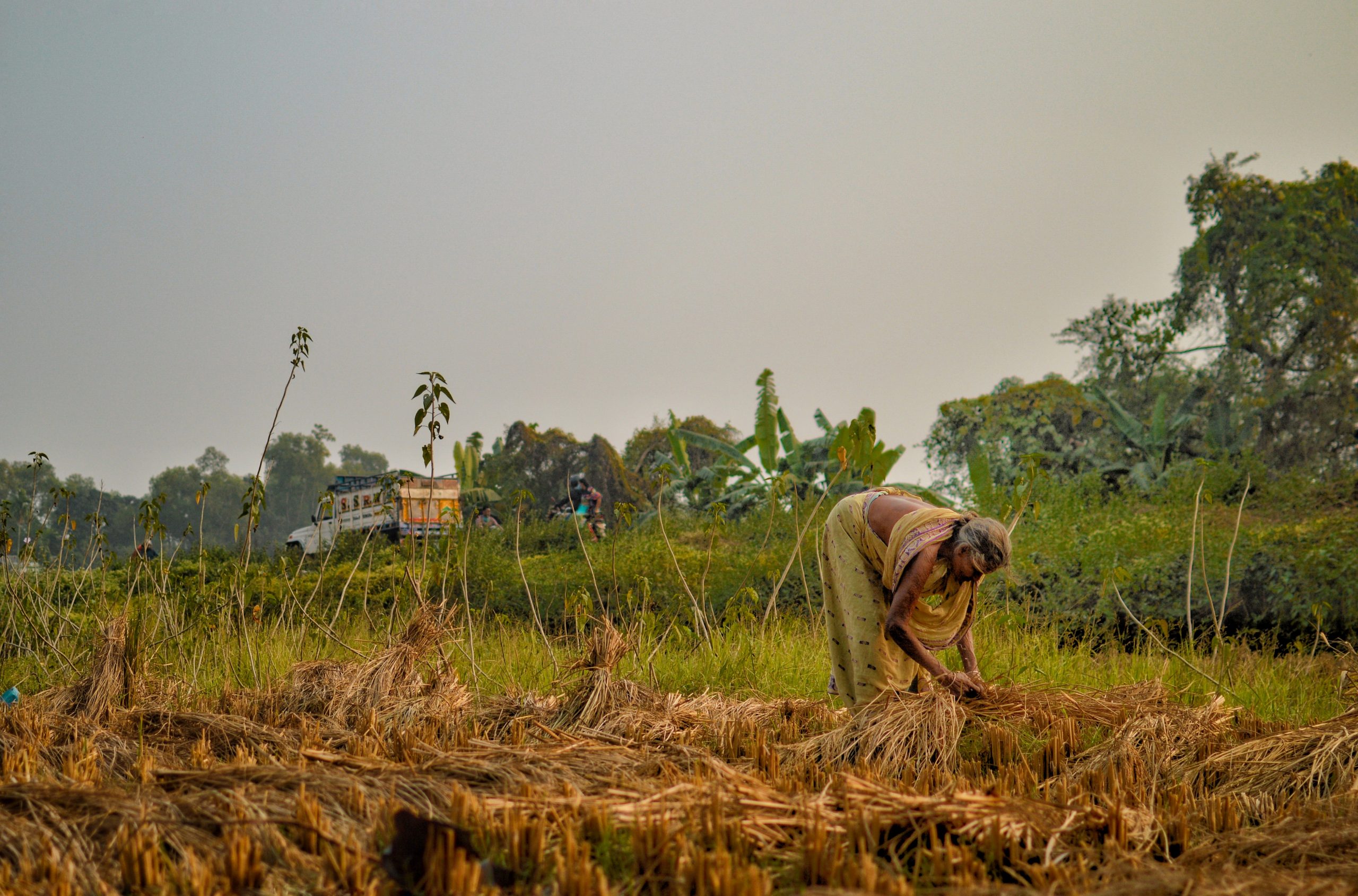 farmer working in the field