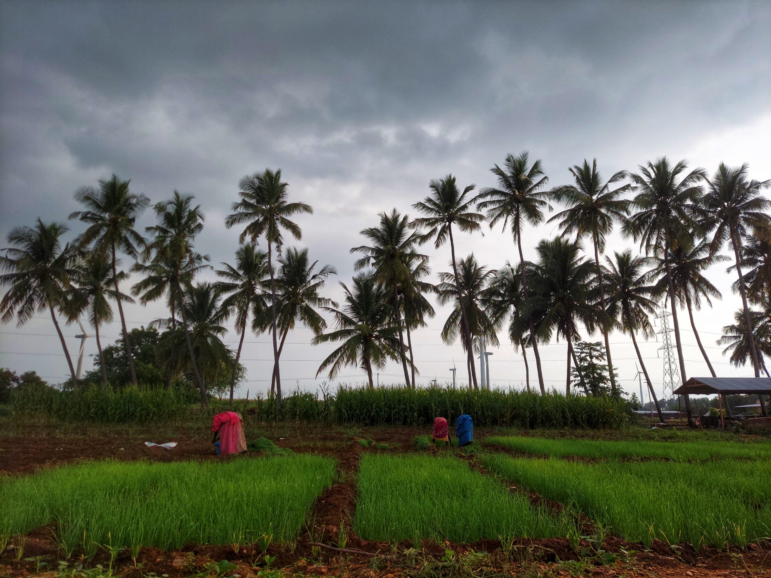 Farmer at work