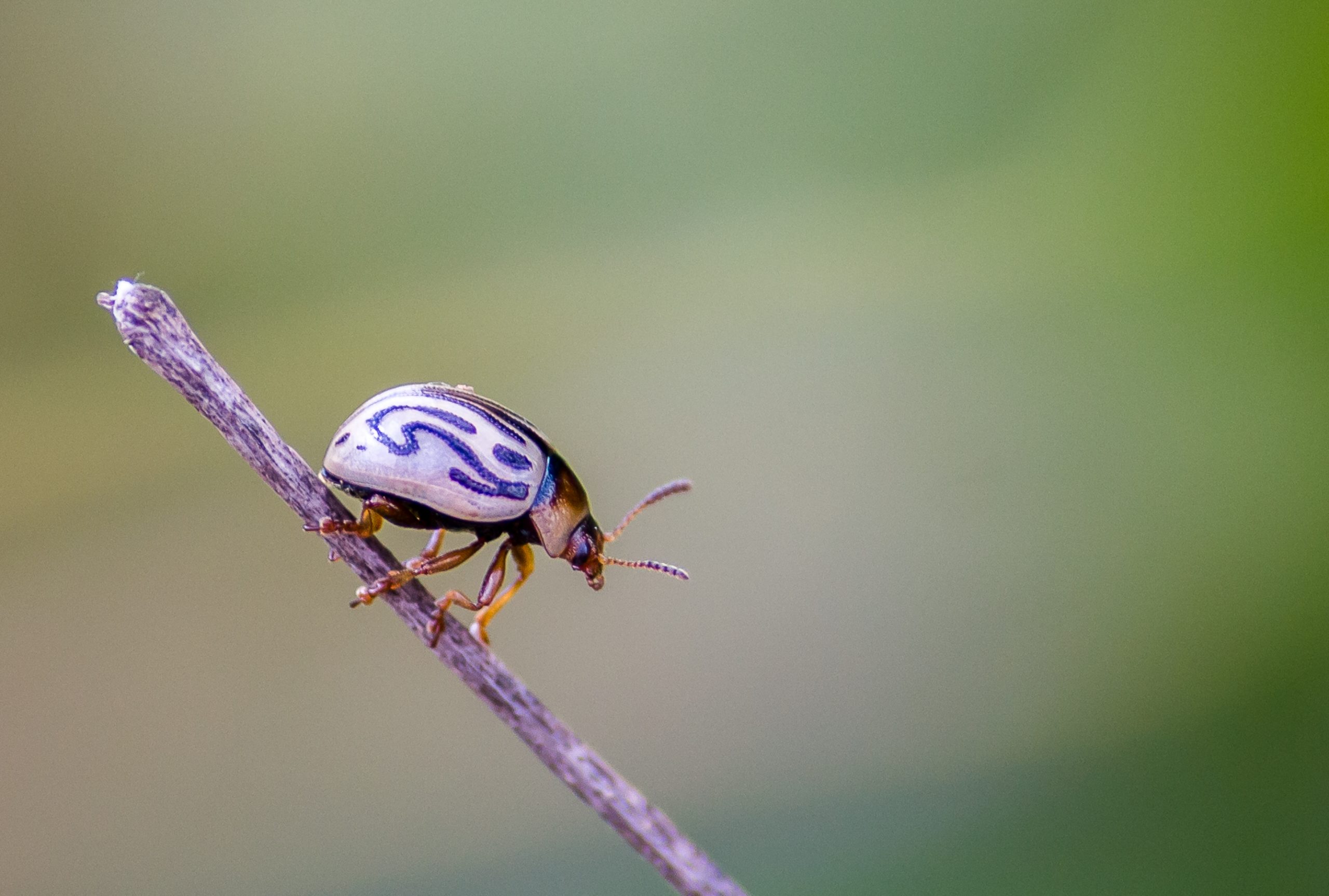 Ladybug Close-up
