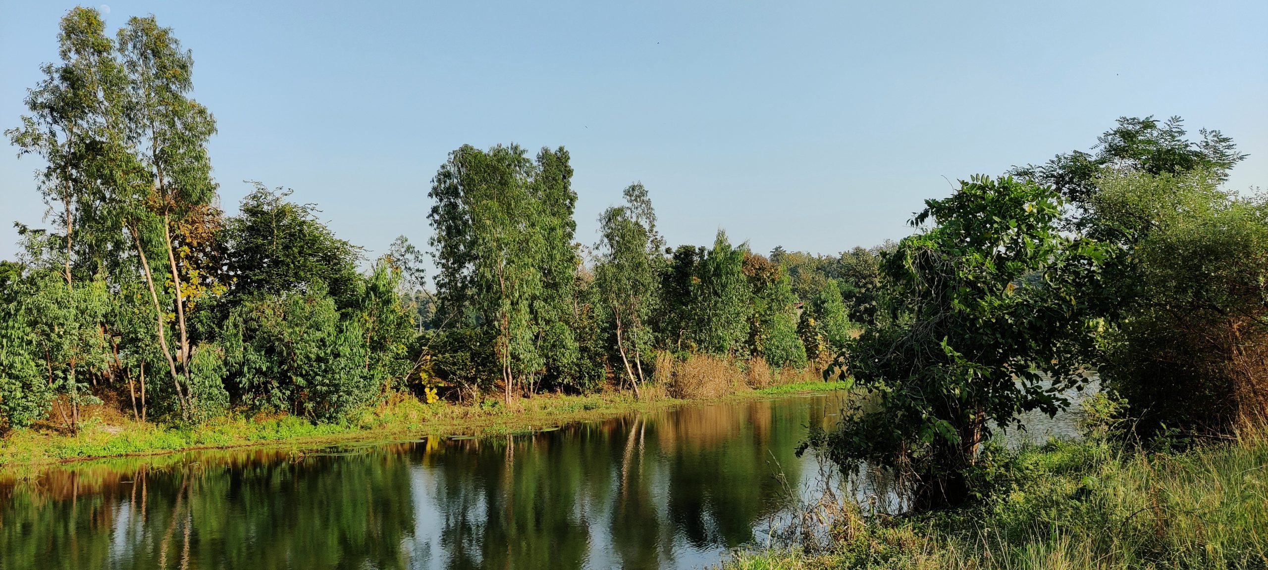 lake surrounded by trees