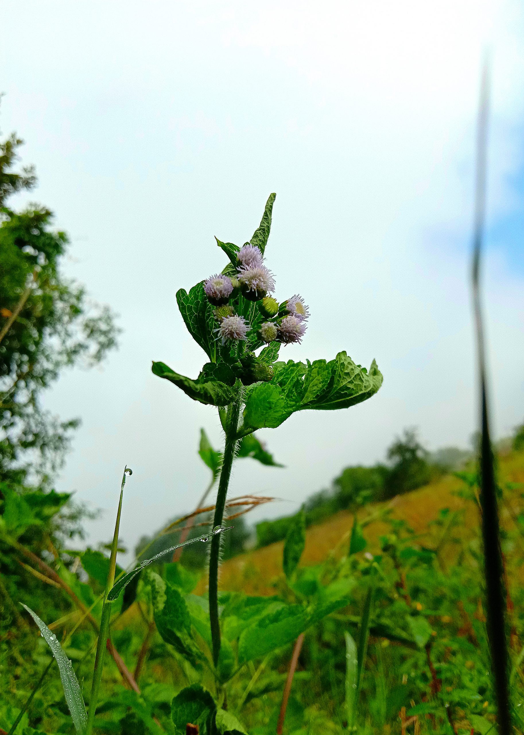 flowers on a plant