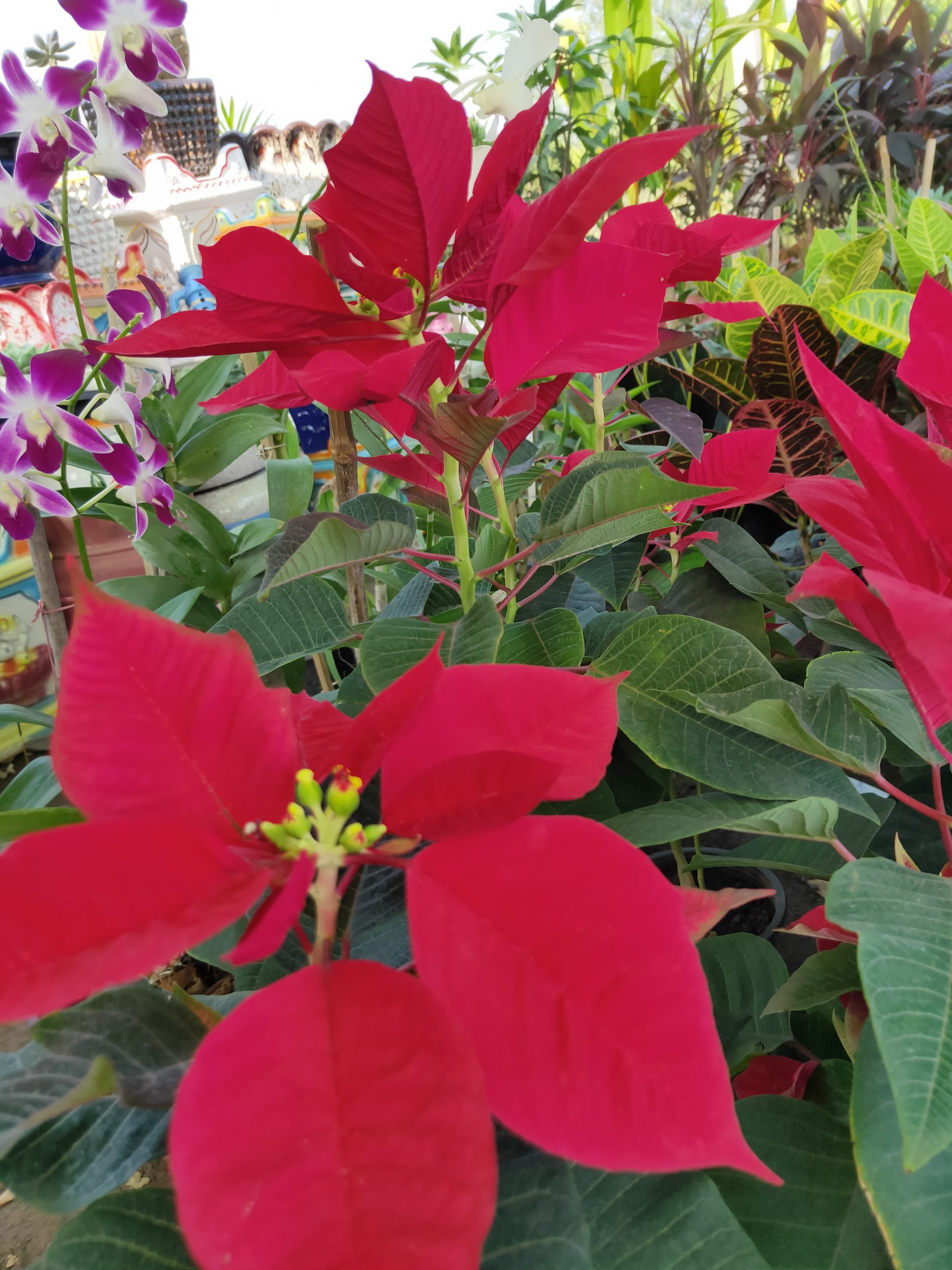 flowers of a plant