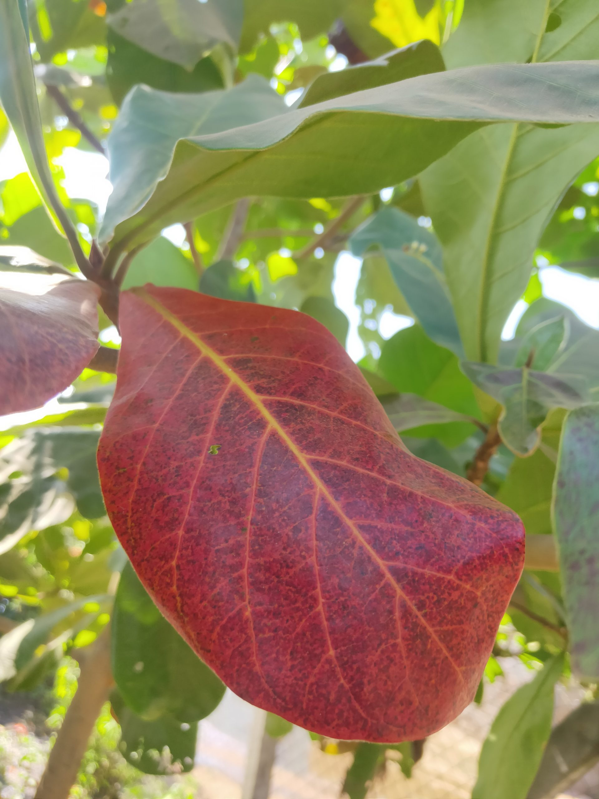 Leaves of a plant