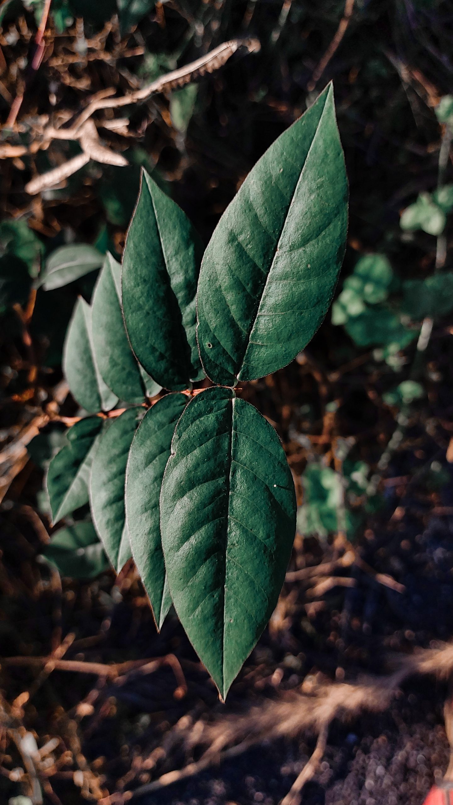 Leaves