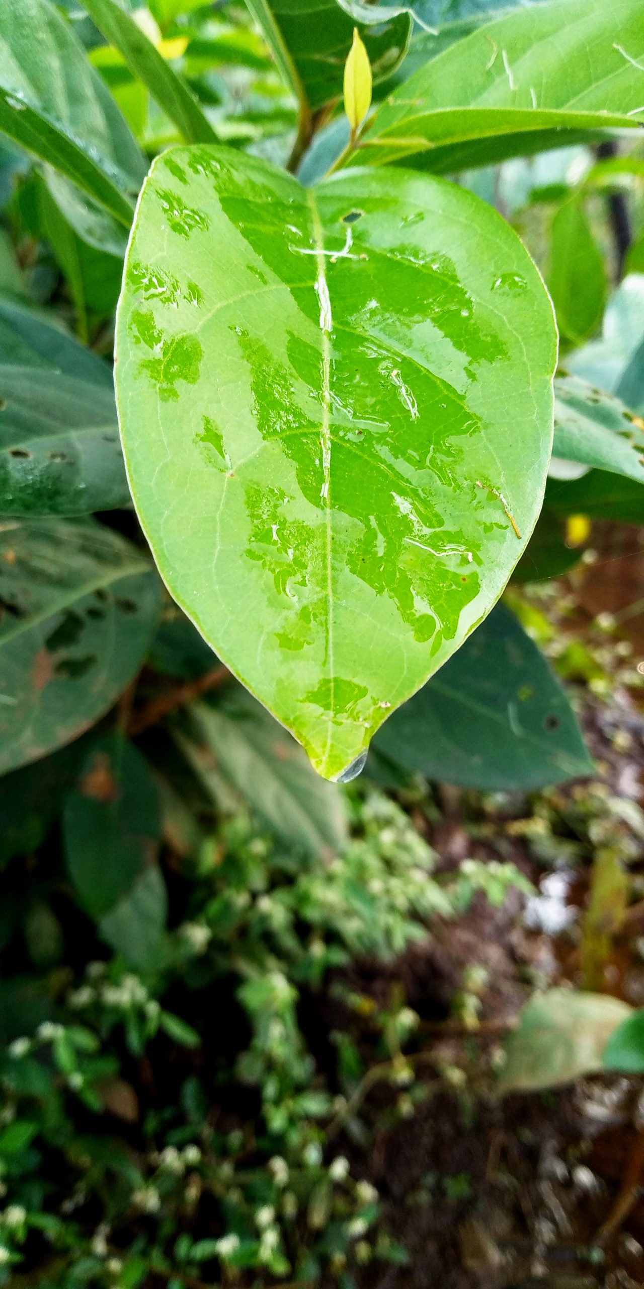 leaf of a plant