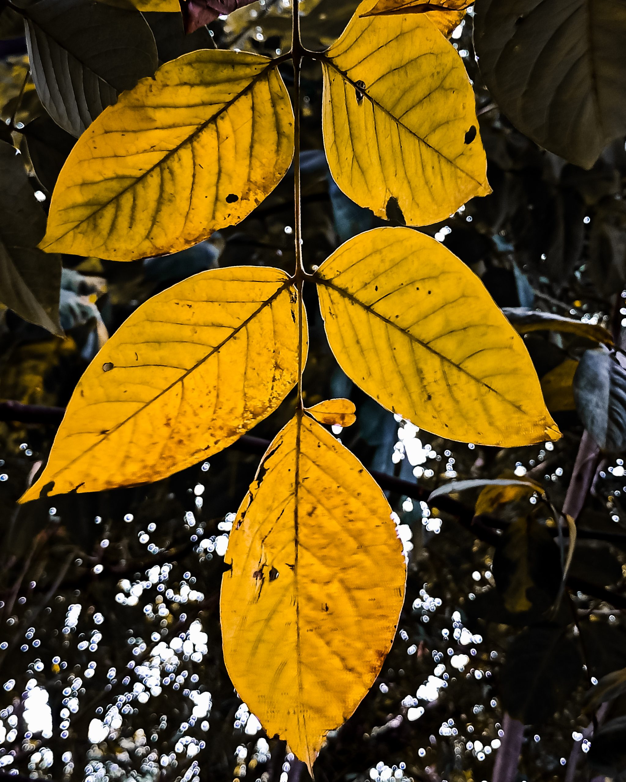 Yellow leaves