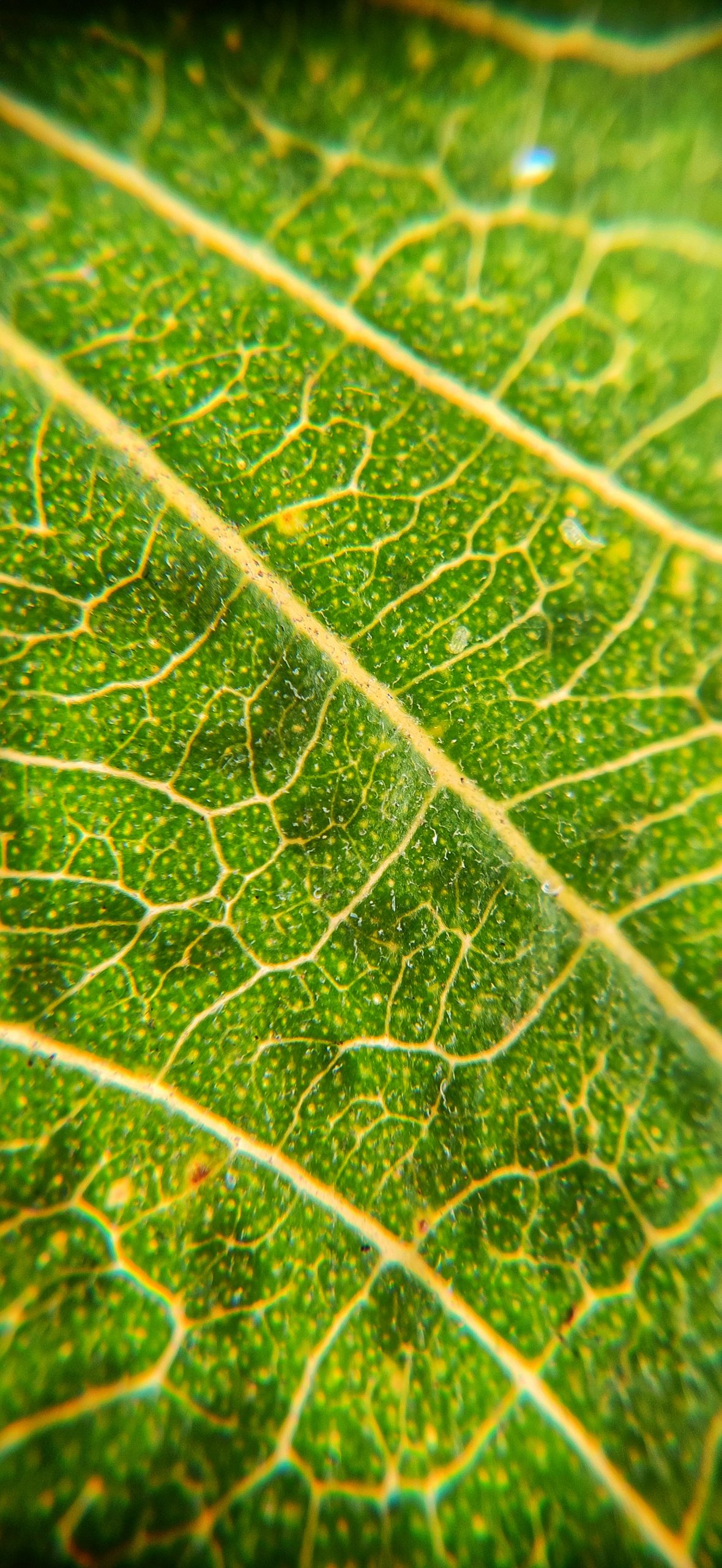 Leaf