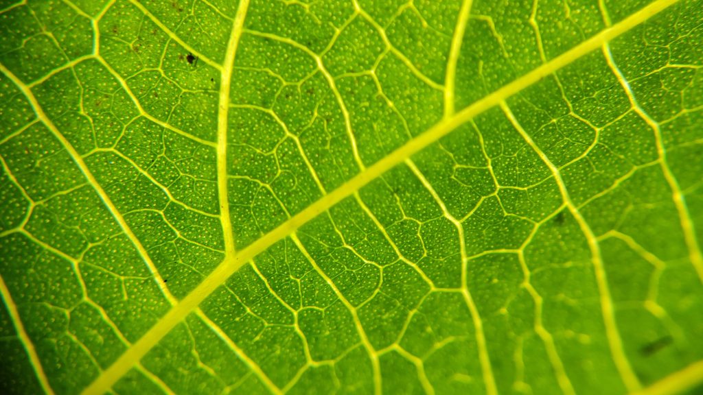Leaf veins Free Image by Jeswin Davis C on