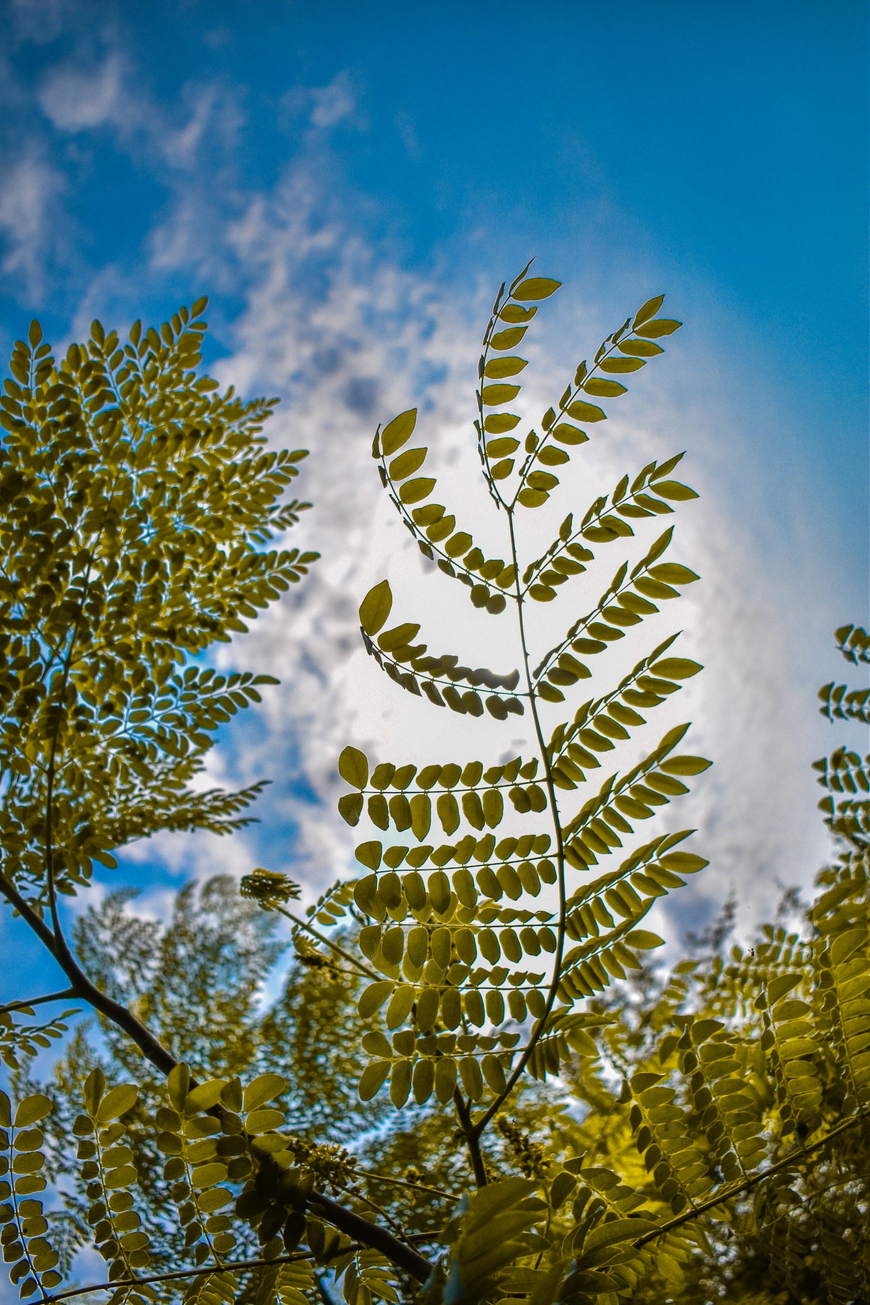 Leaves