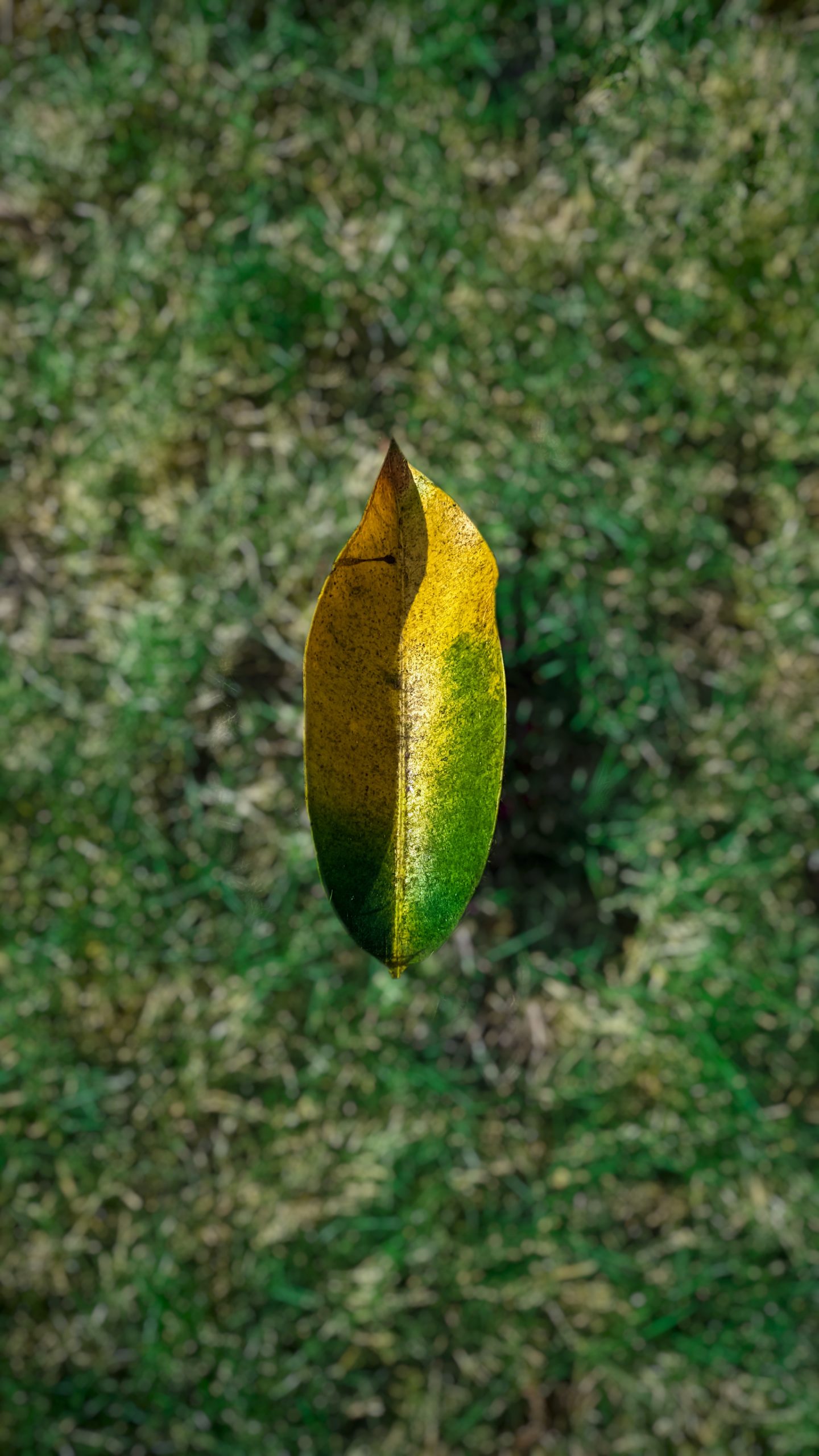 A dead leaf