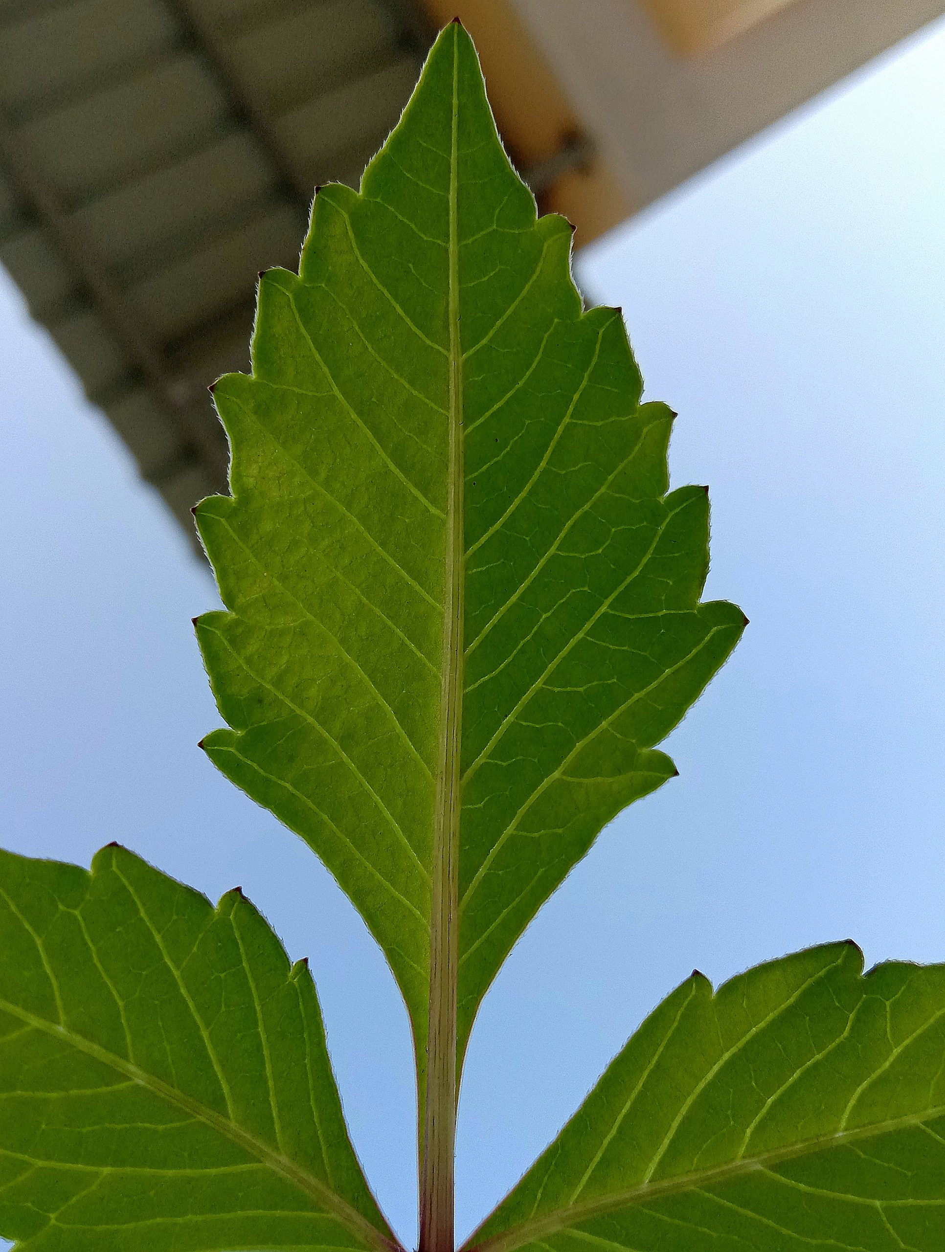 Leaves