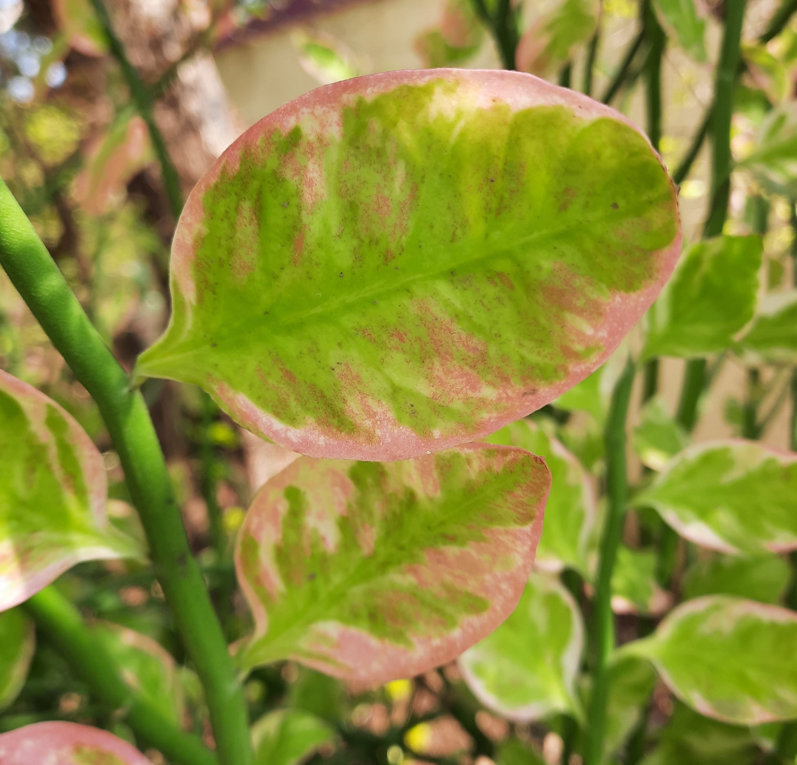 leaves of a plant