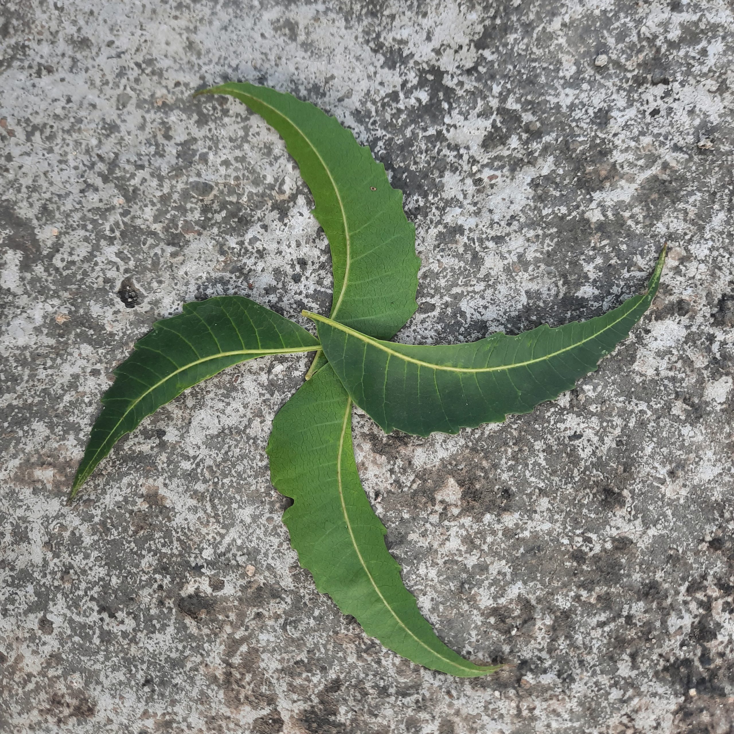 Leaves of a plant