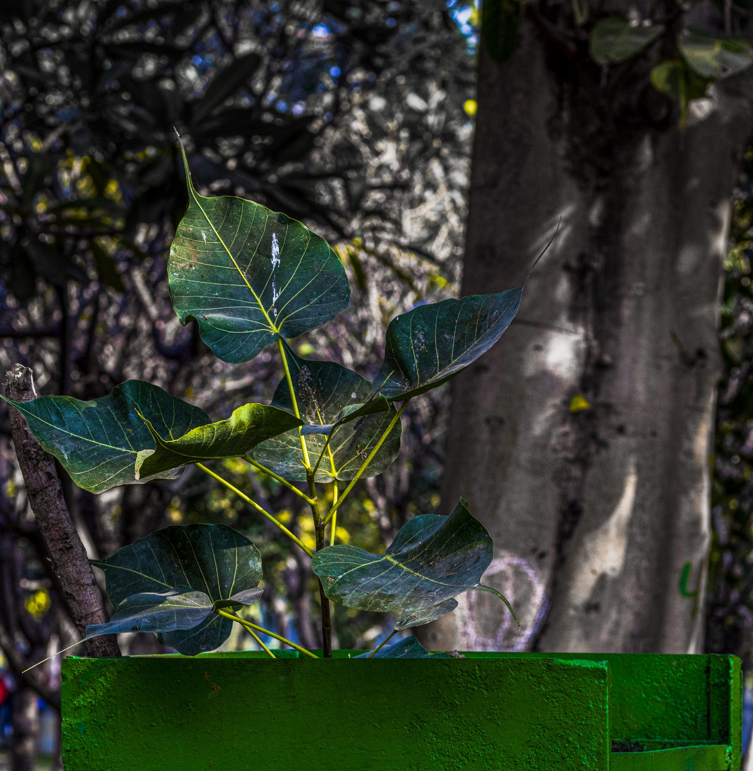 Leaves of a plant