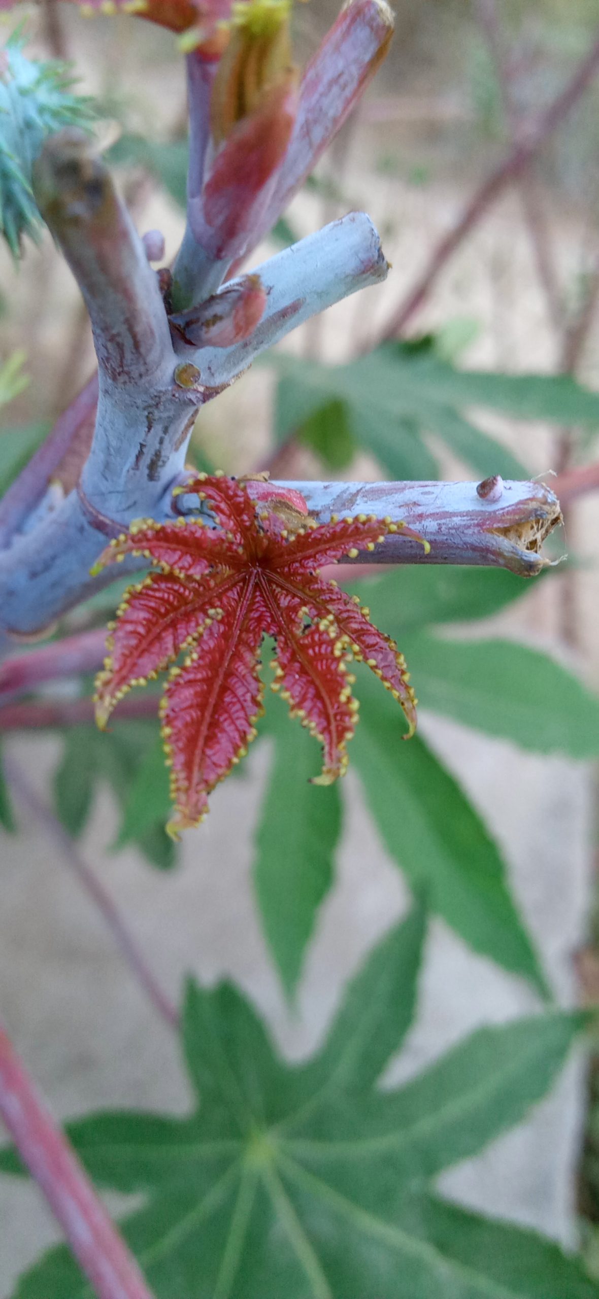 Leaves of a plant