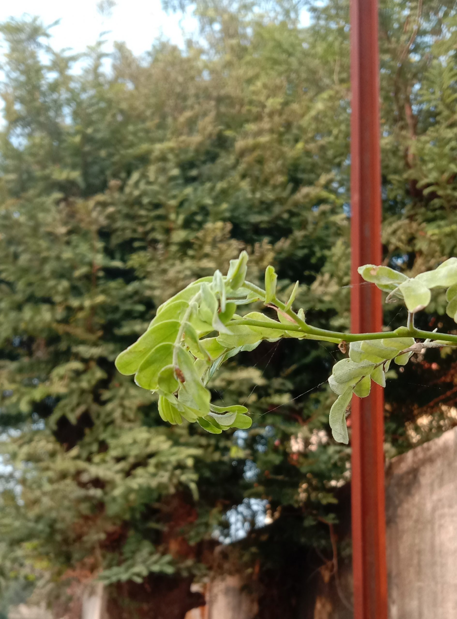 Leaves of a plant