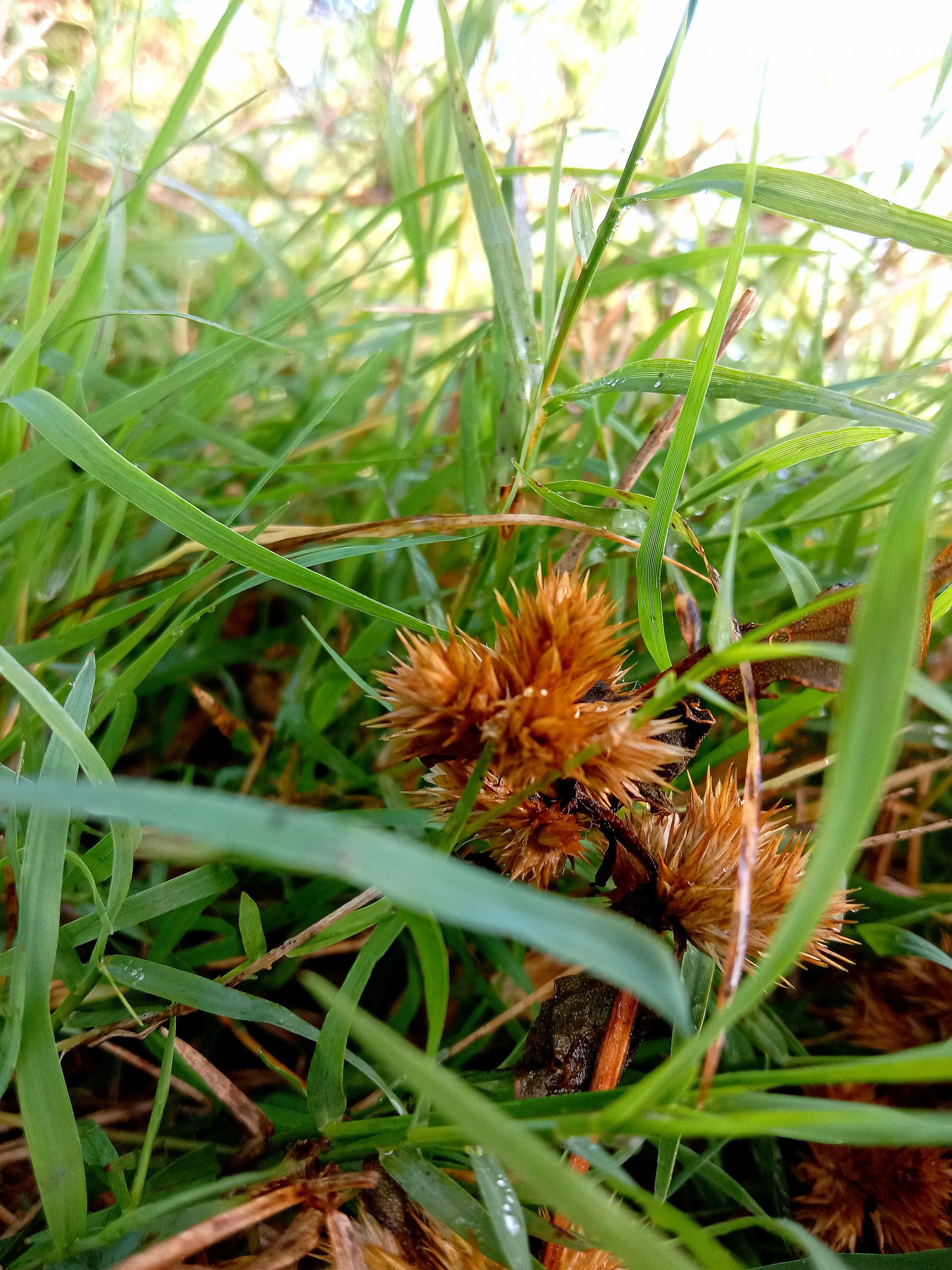 Leaves of plants