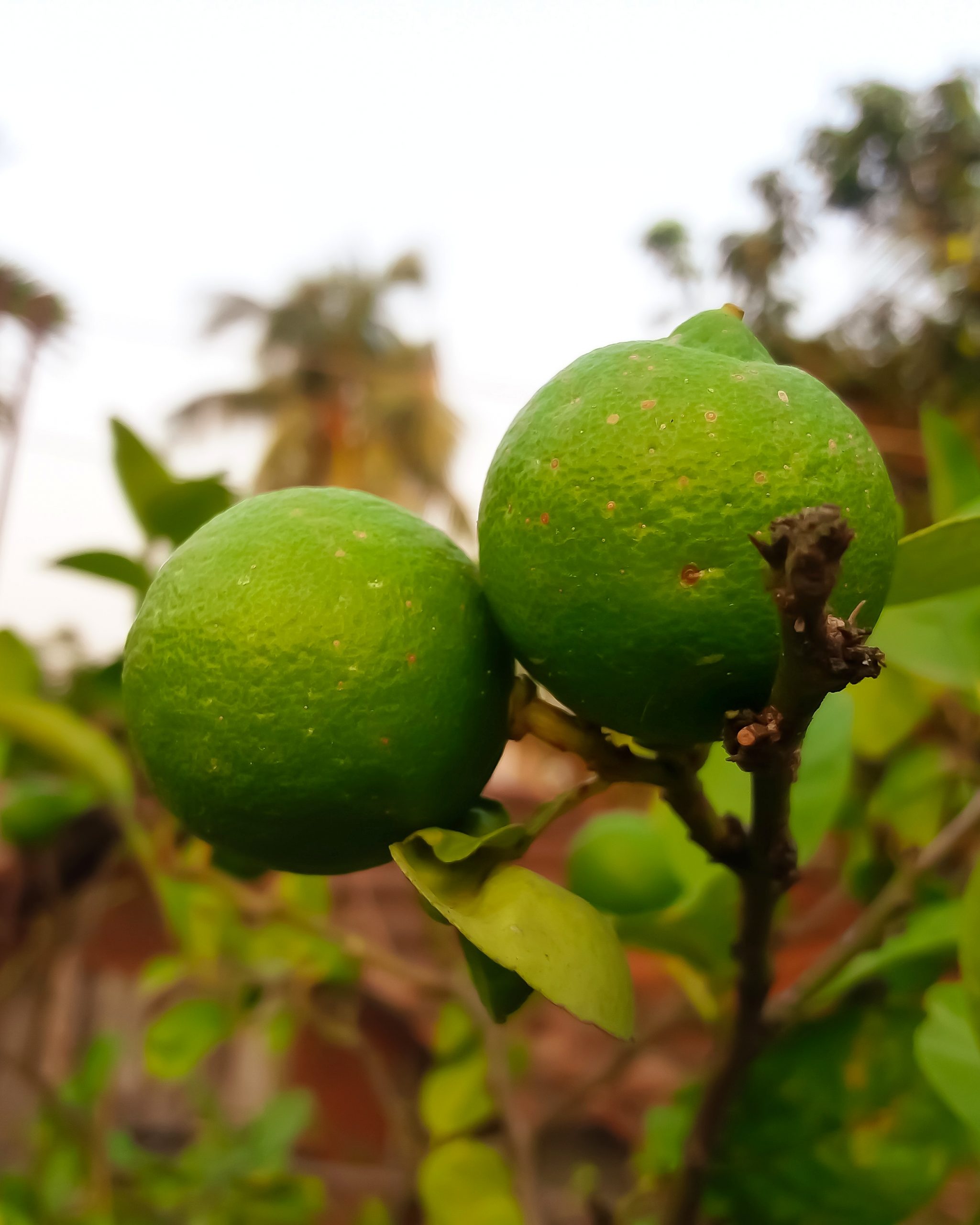 Lemon fruit tree