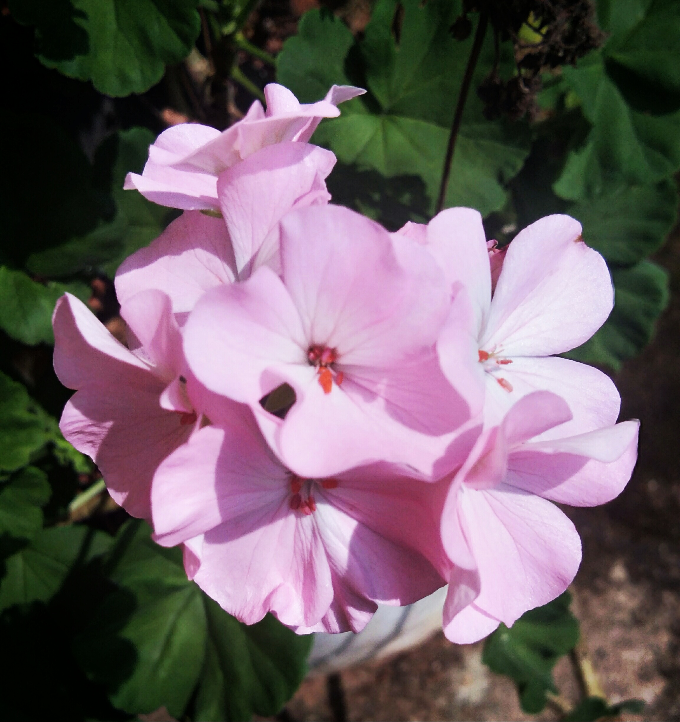 Light Pink Geranium