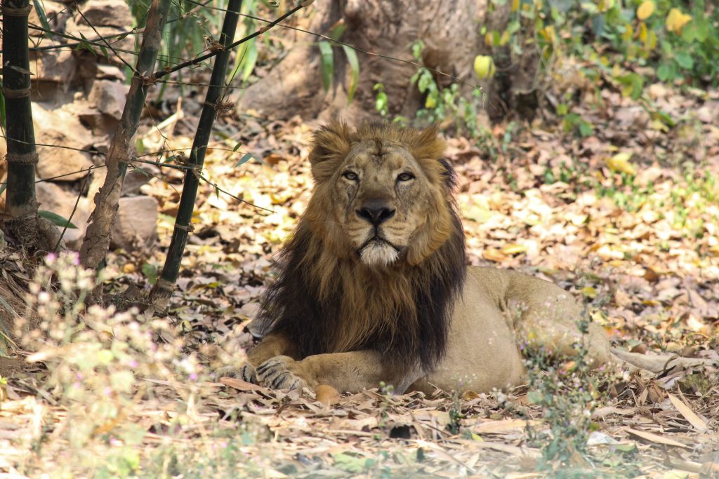 Lion (Captive) - Free Image by Fazlul Alam on PixaHive.com