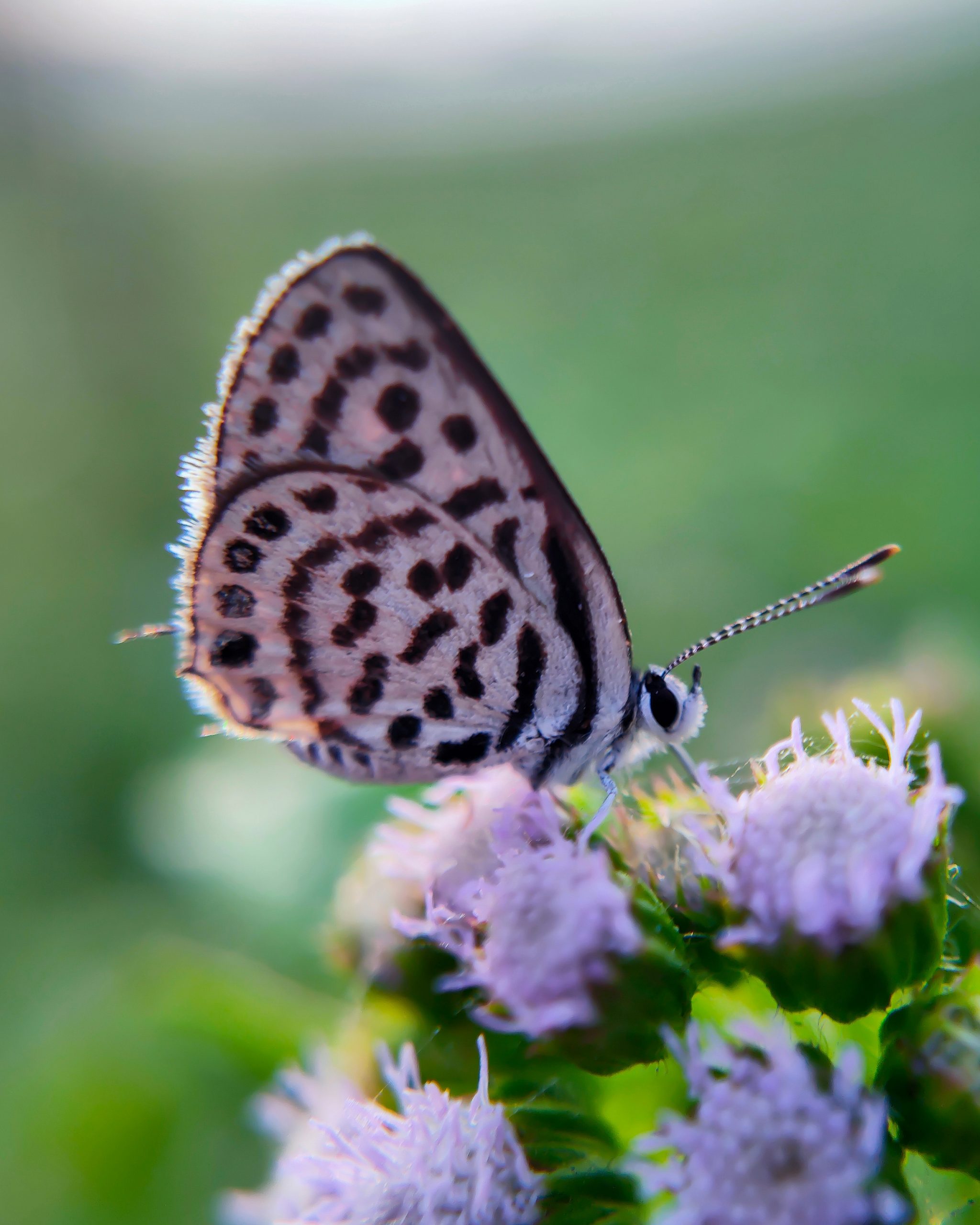 Butterfly on flower