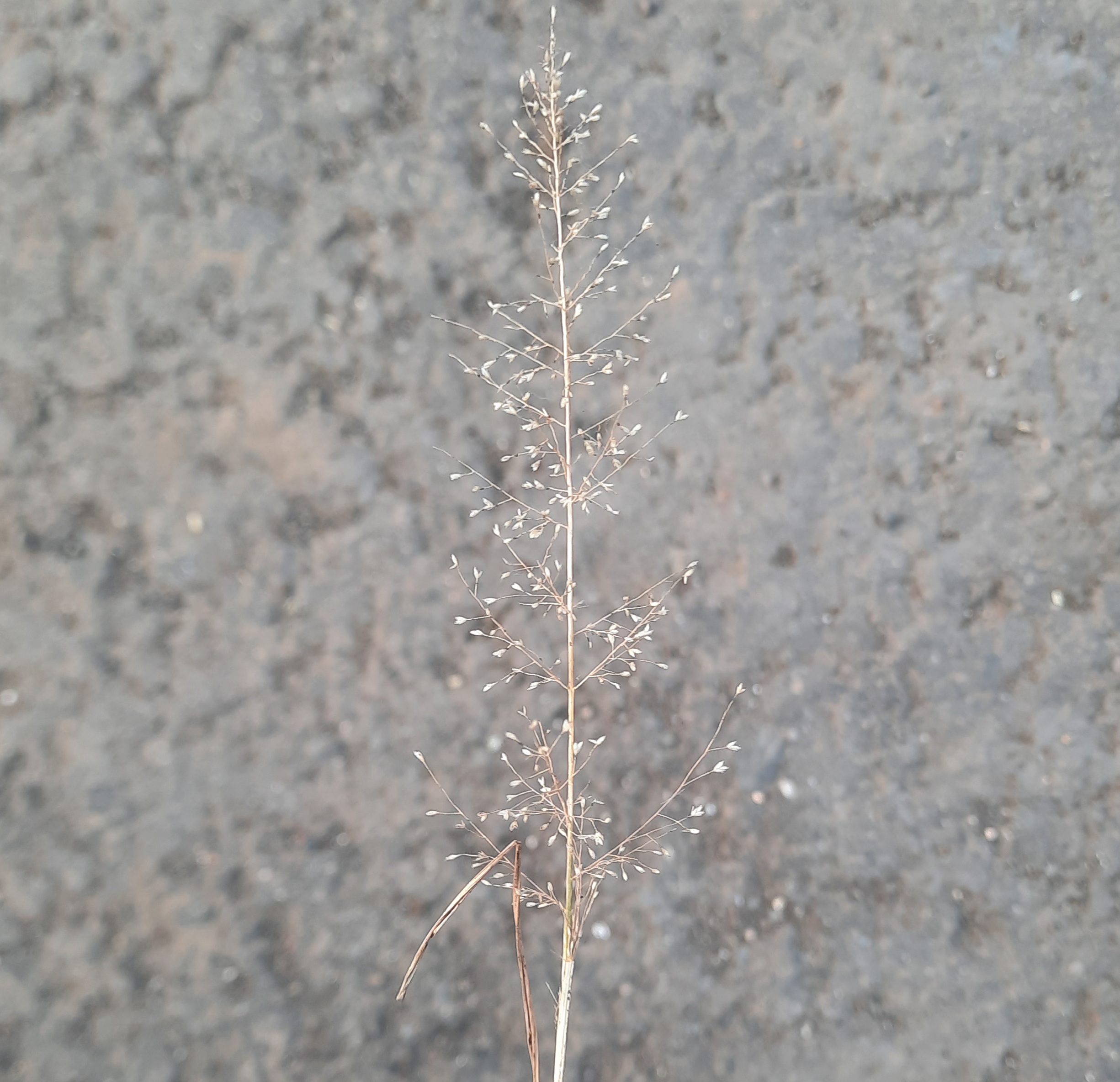 Dry plant in day
