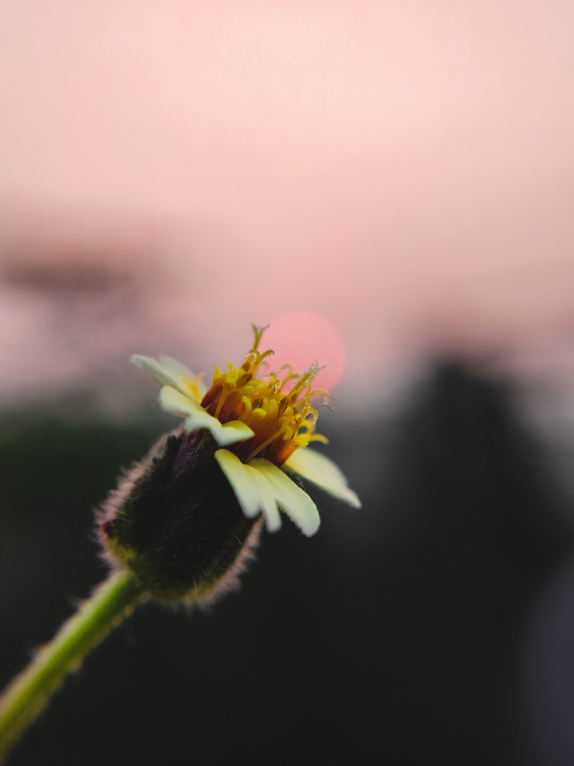 Little flower and sunset