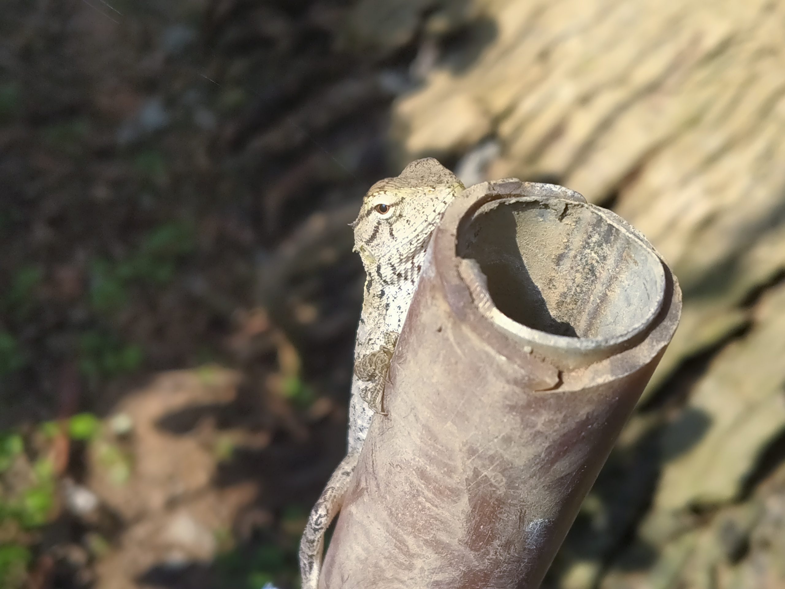 A lizard on a pipe