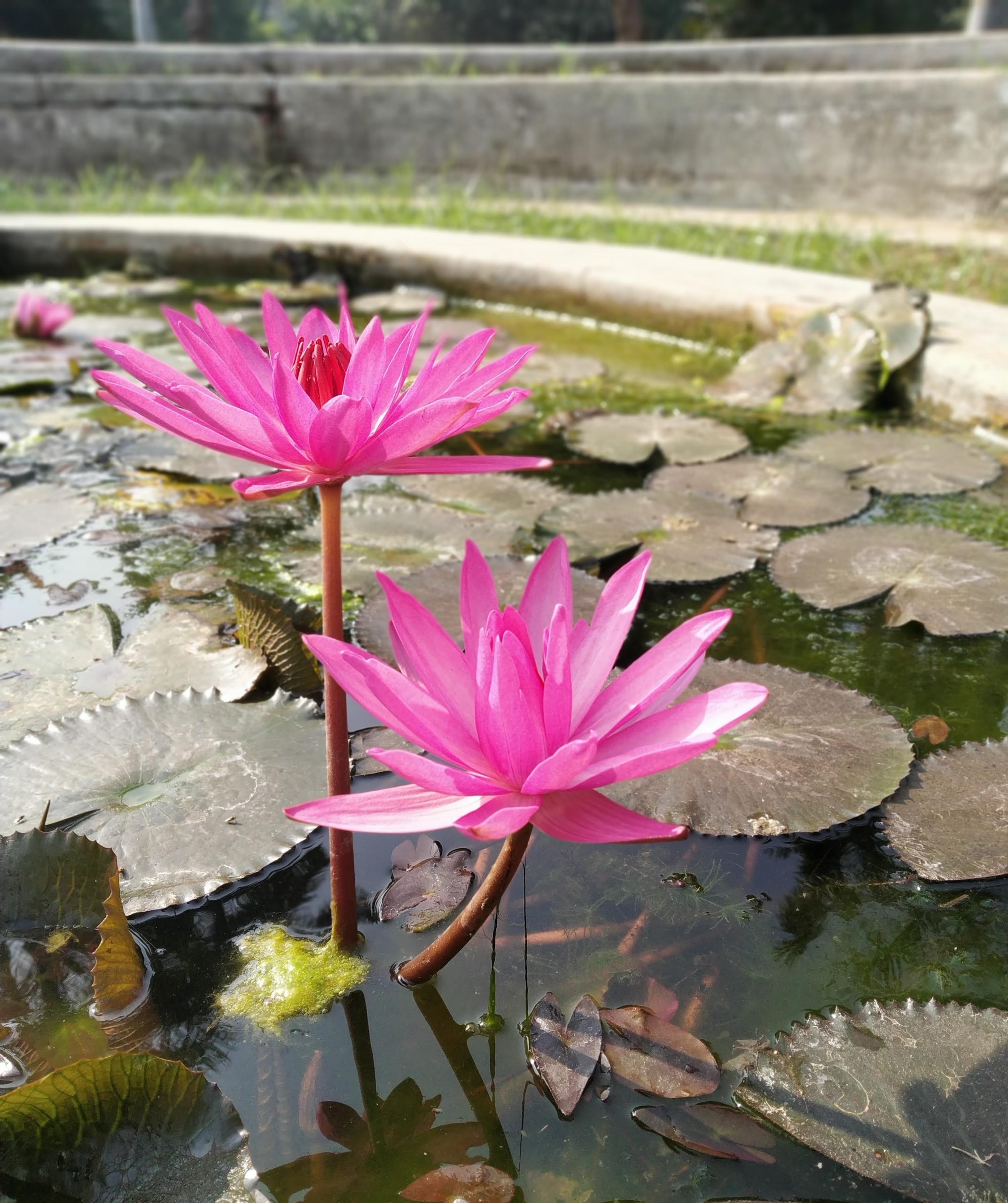 Lotus flower Close-up