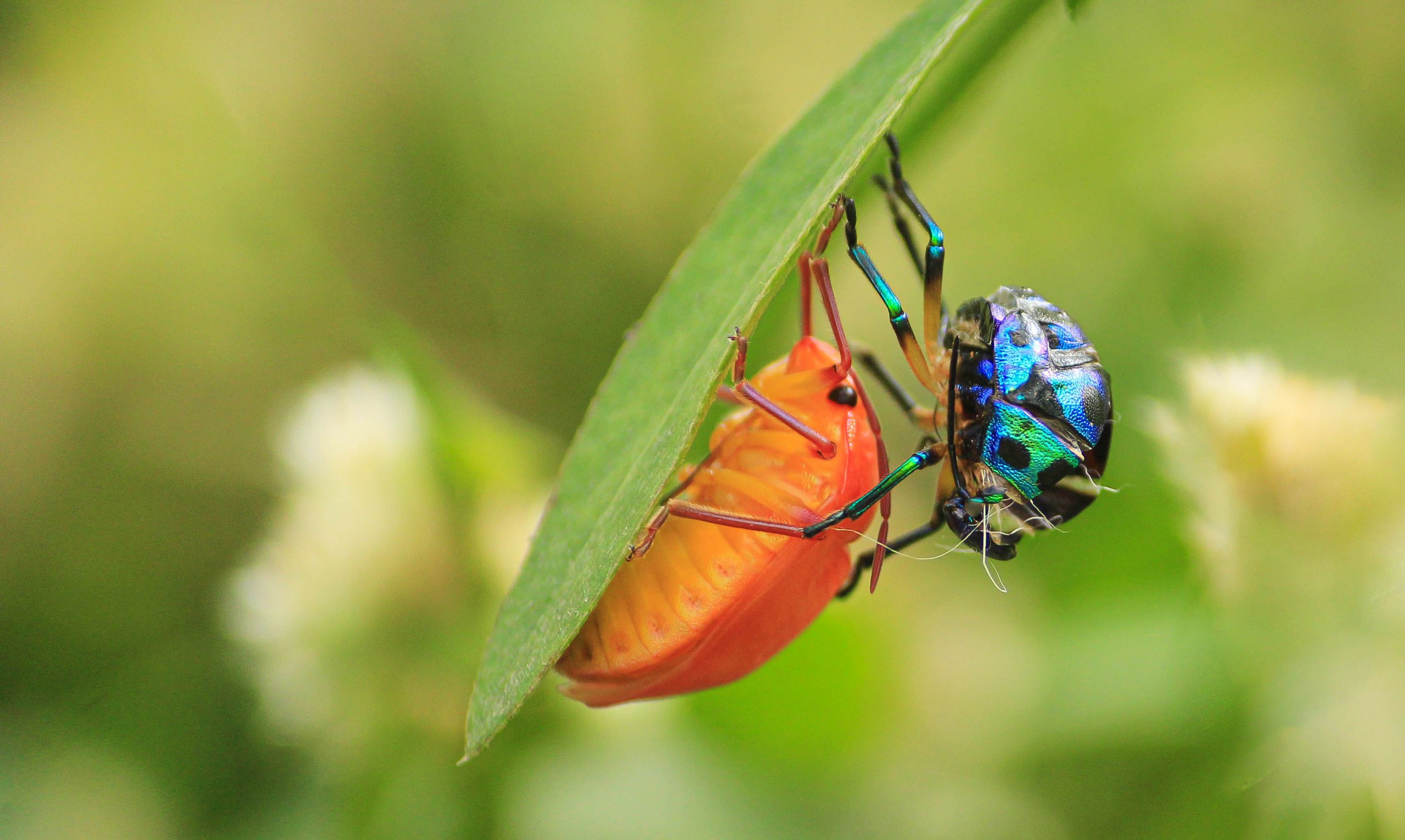 Molting jewel bug