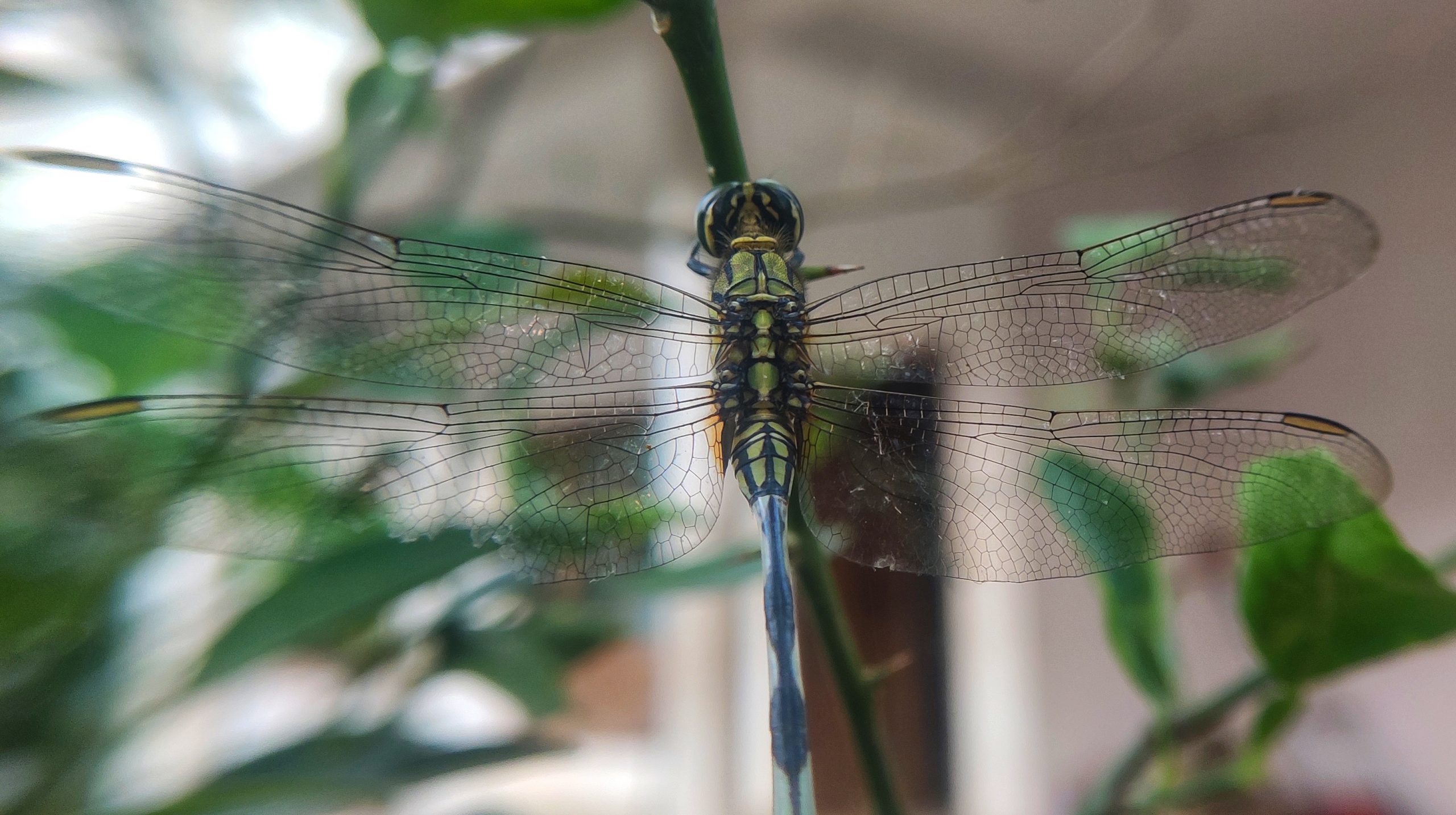 Macro Shot of Dragonfly