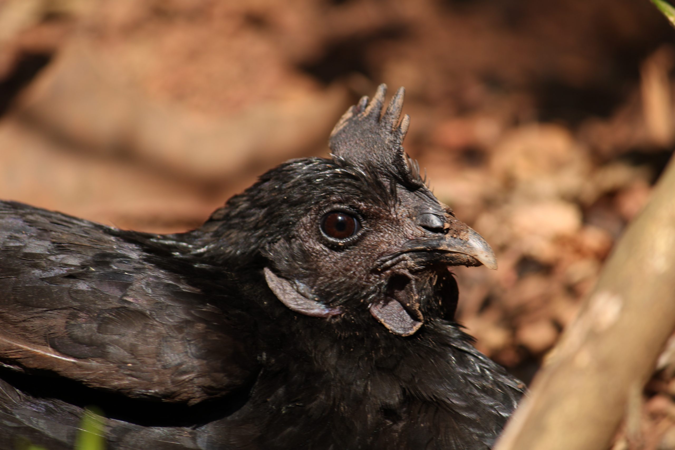 close-up of a bird