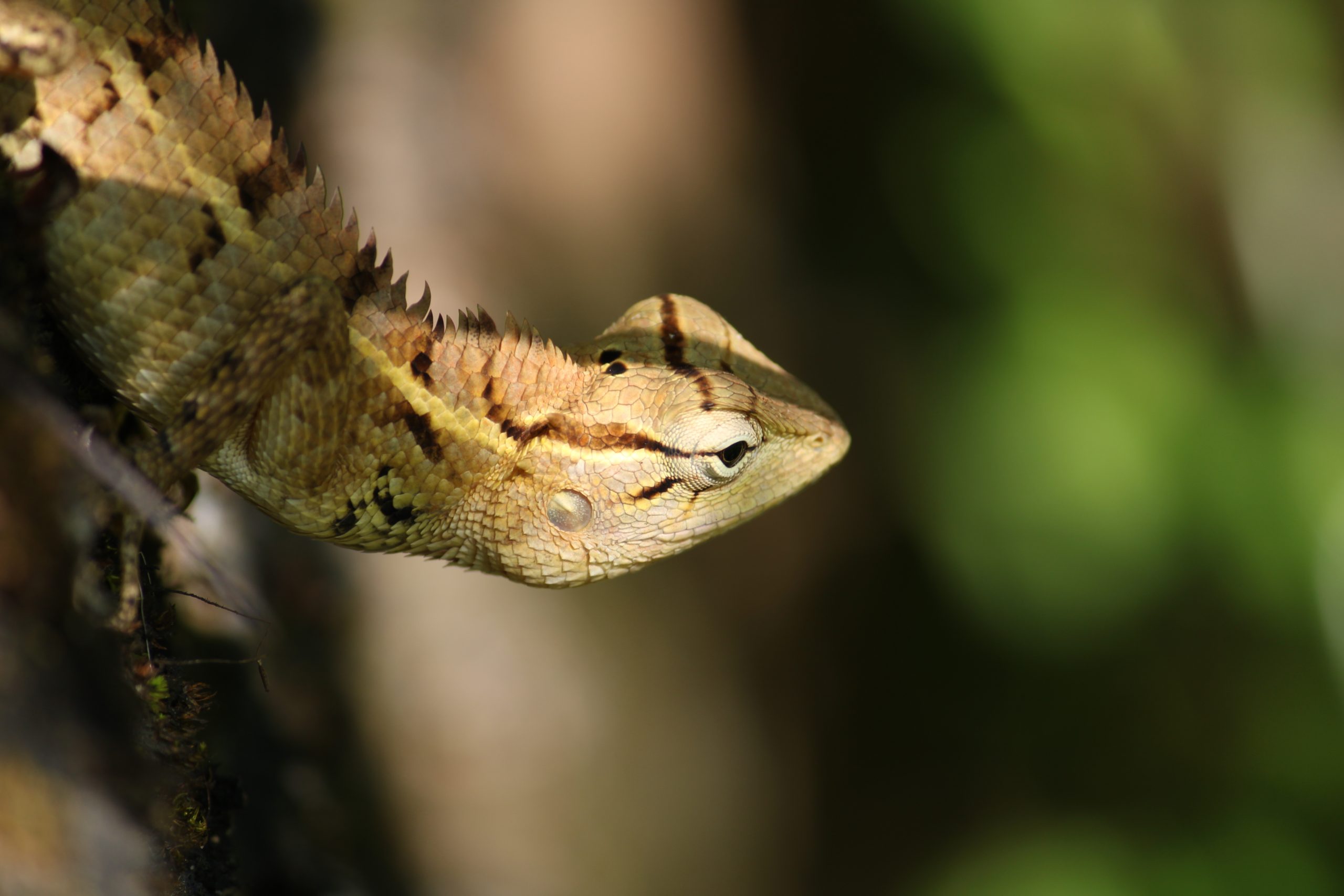 chameleon close up