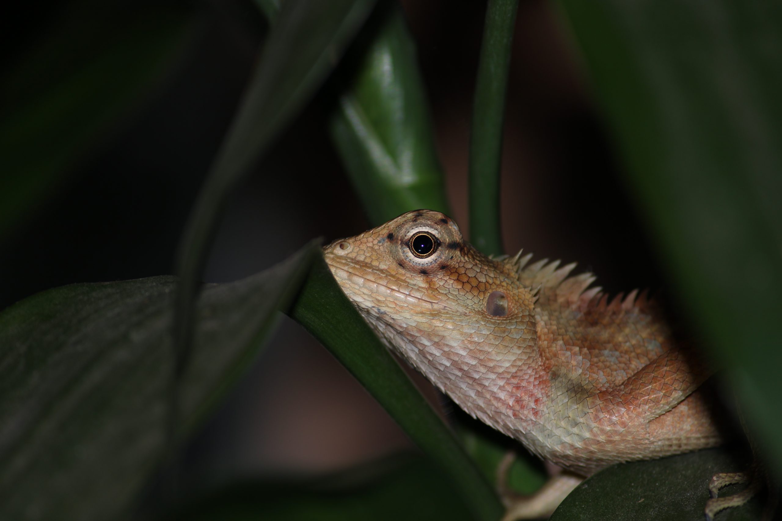 chameleon close up