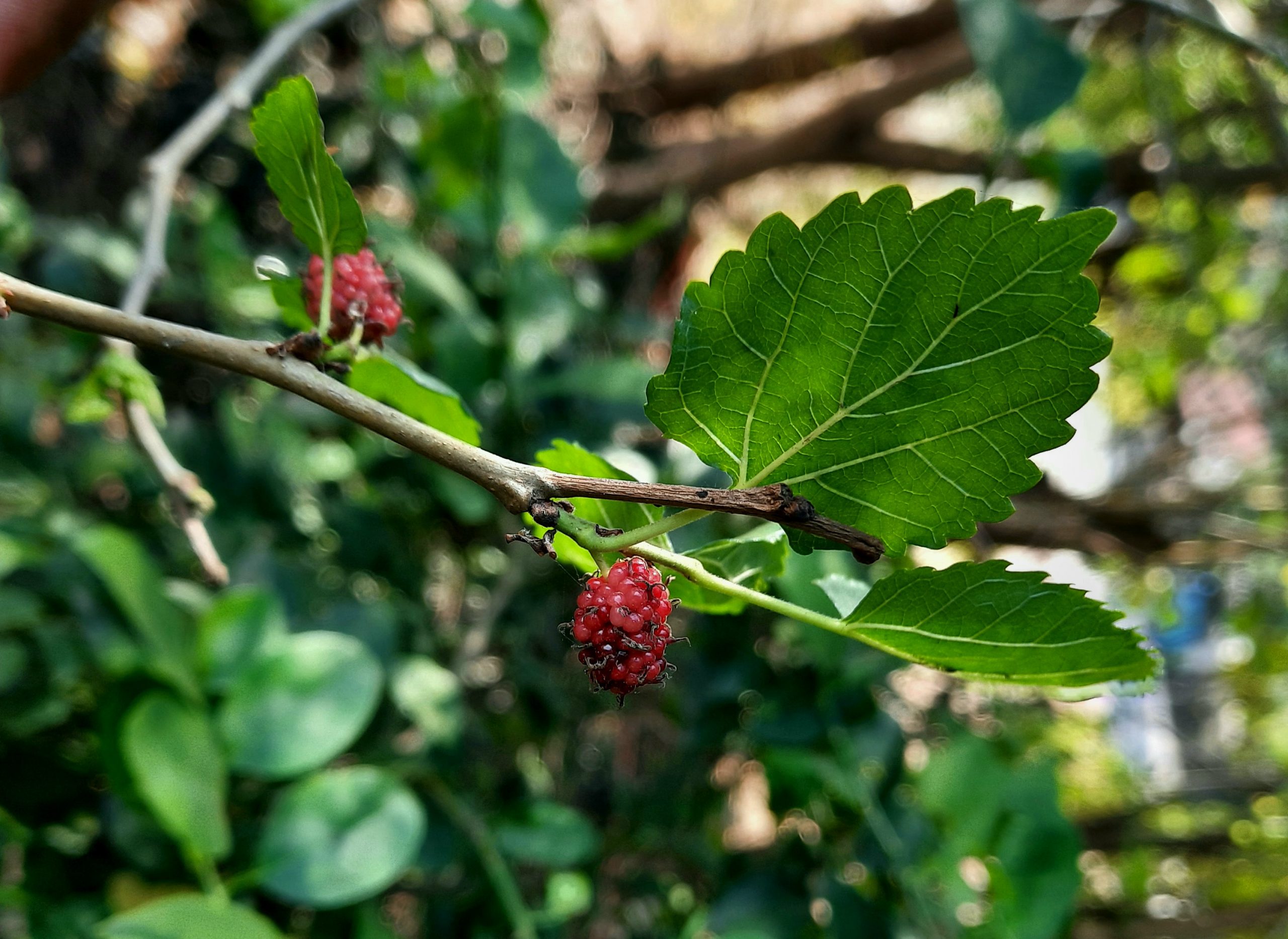 mulberries on a branch