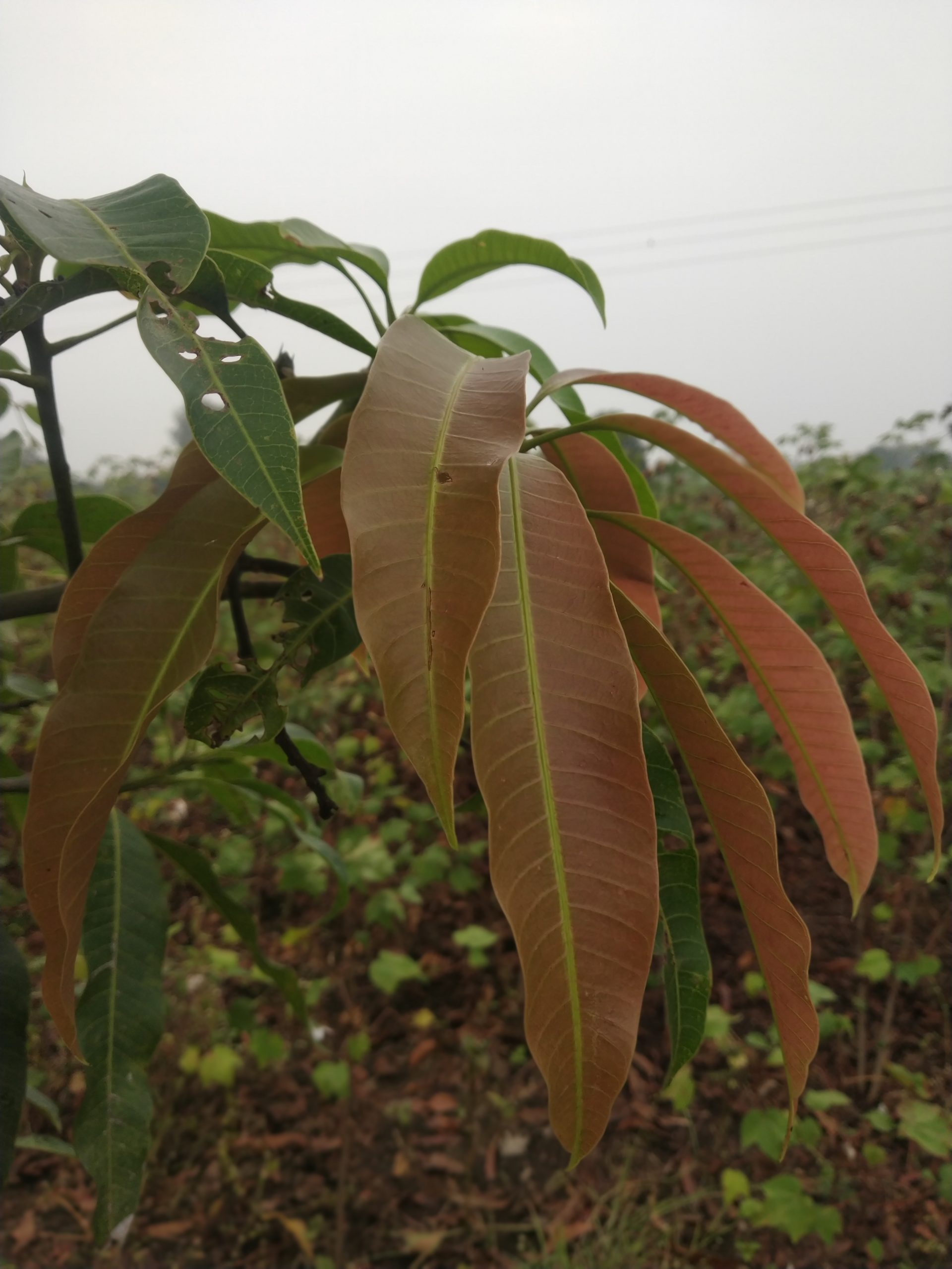 Mango plant
