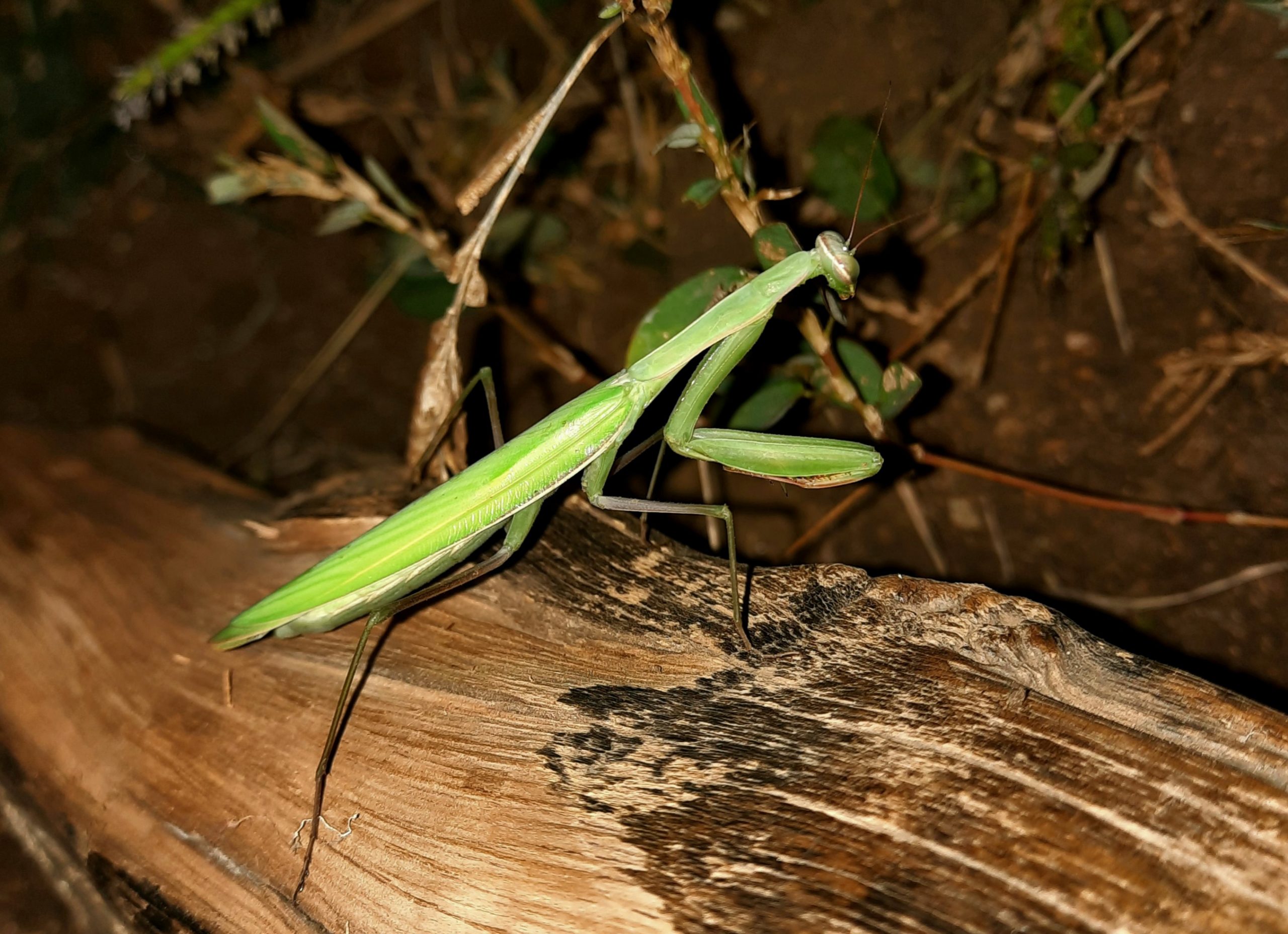 Mantis