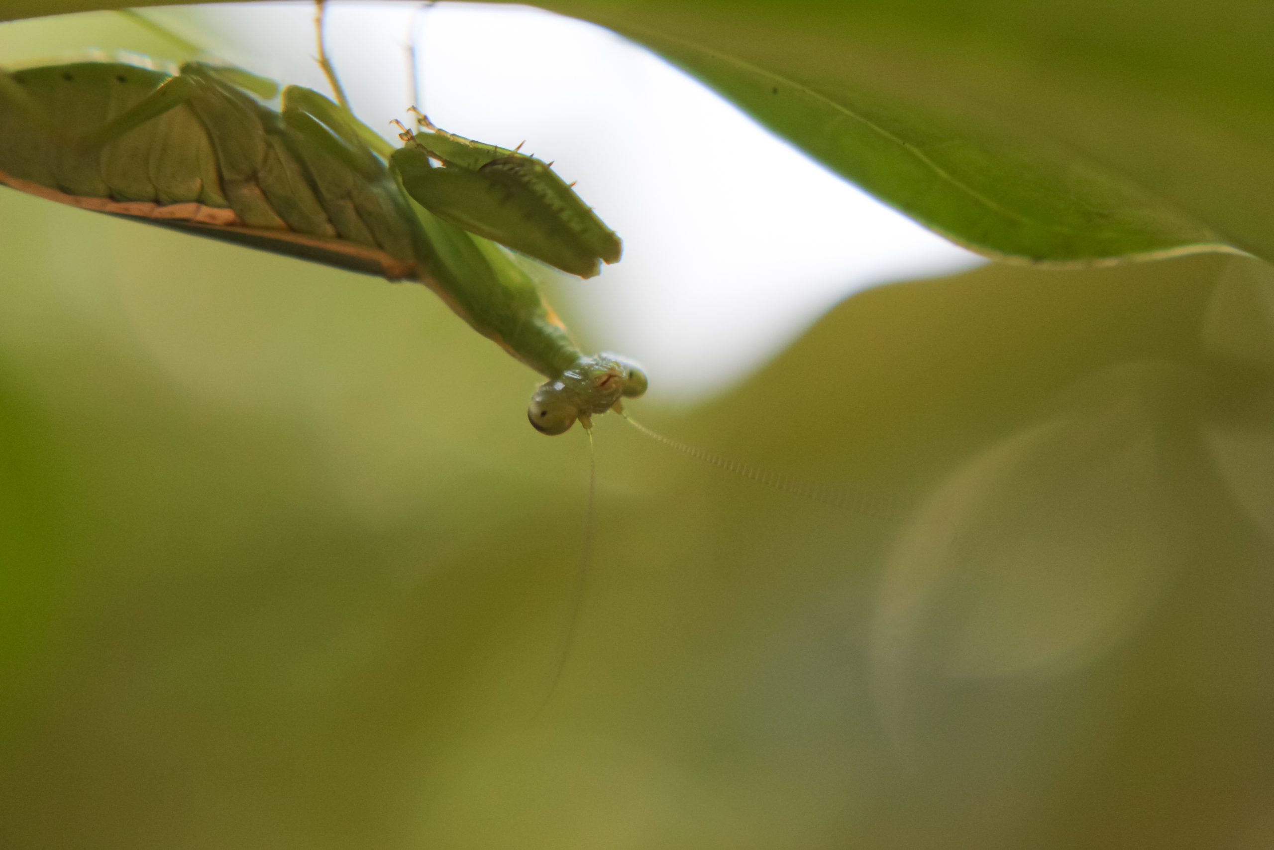 Mantis on a leaf