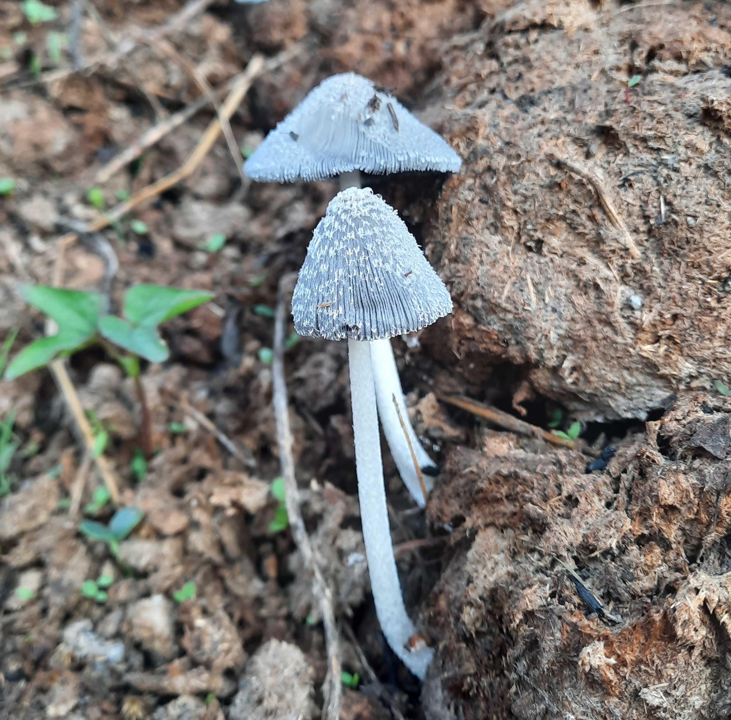 Mushroom plants